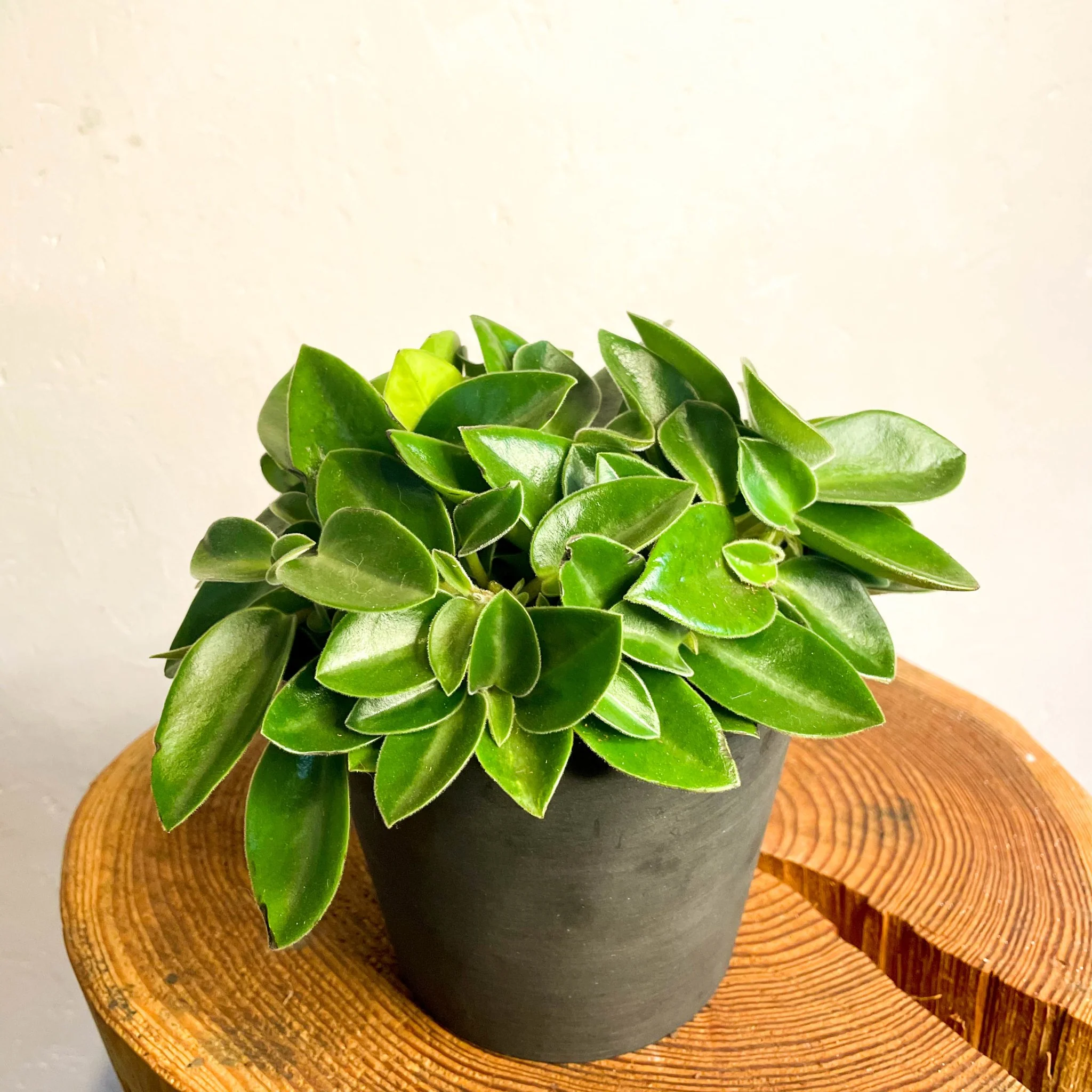 Peperomia orba 'Wonderwing' - Pixie Peperomia - Image 4