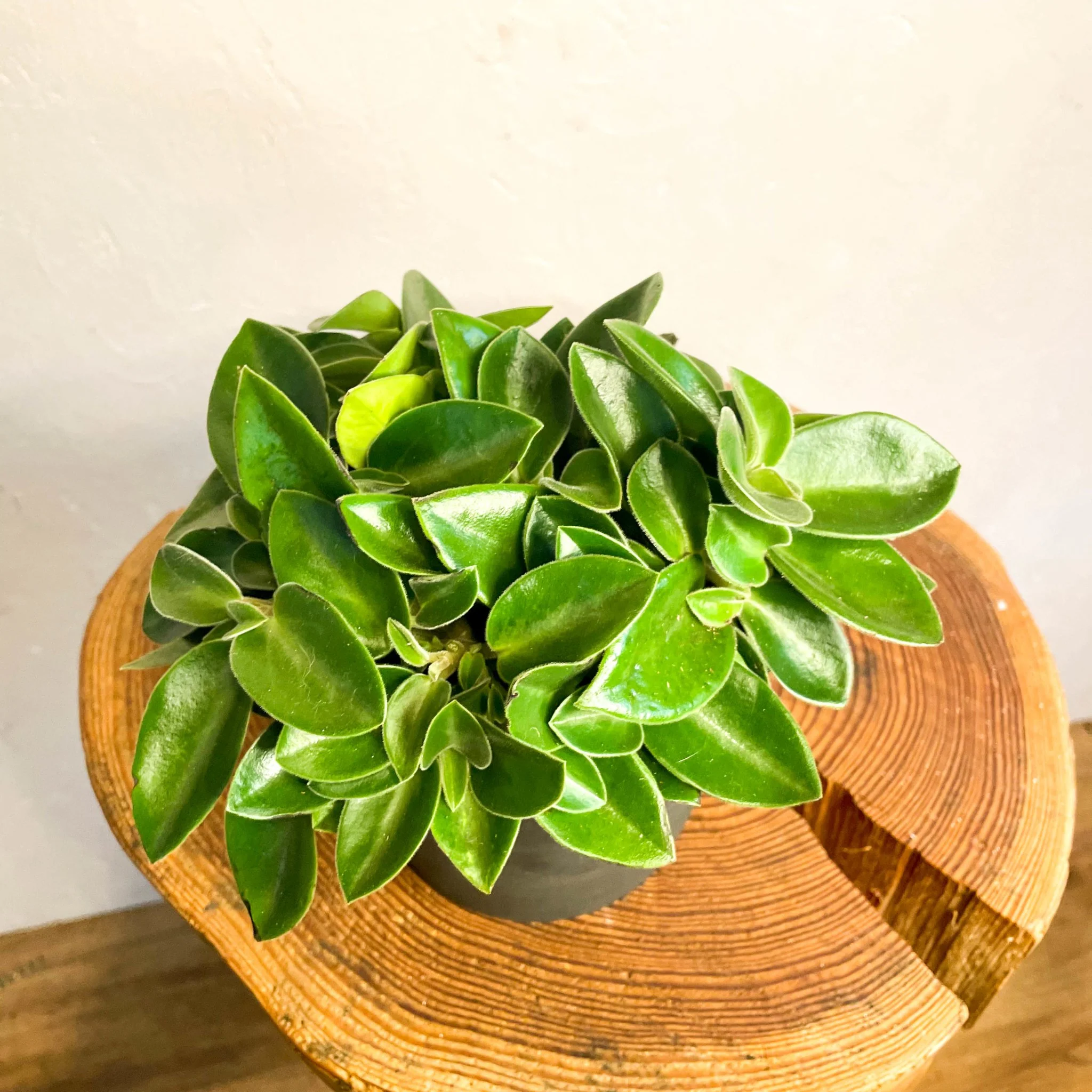 Peperomia orba 'Wonderwing' - Pixie Peperomia - Image 5