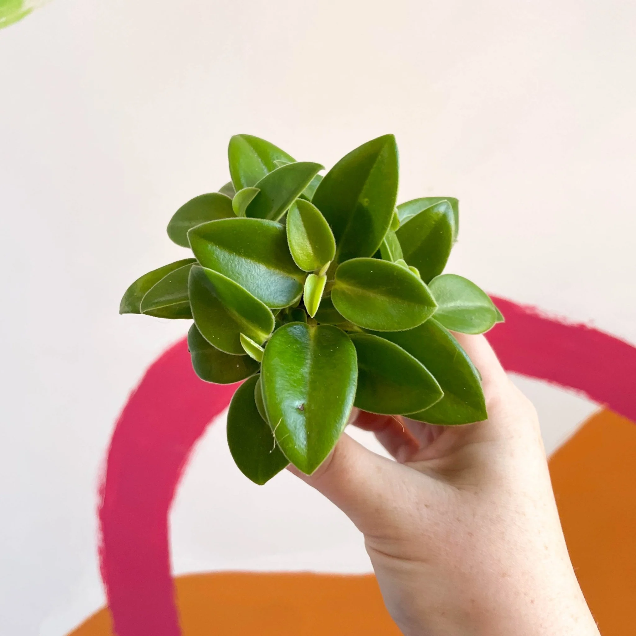 Peperomia orba 'Wonderwing' - Pixie Peperomia - Image 6