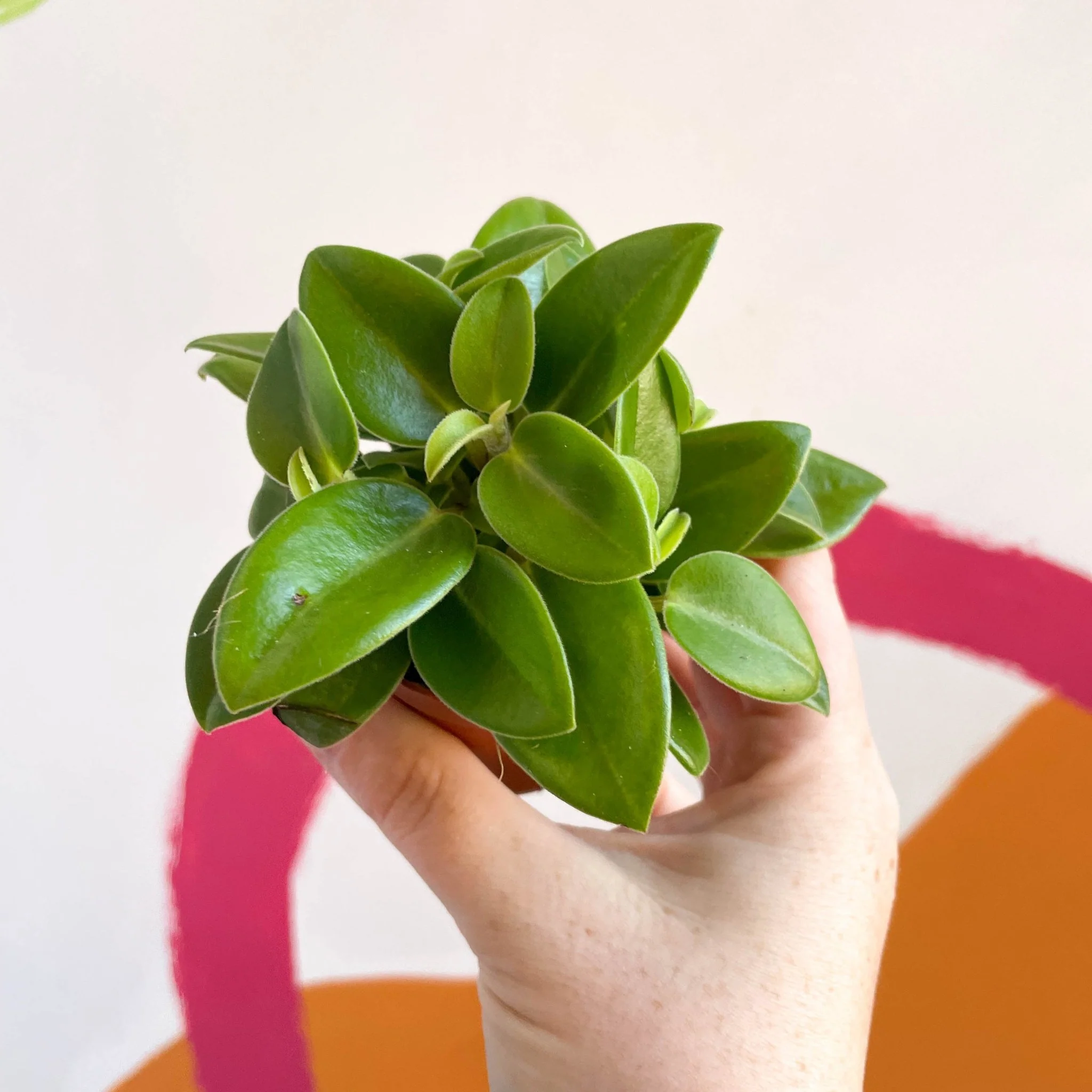 Peperomia orba 'Wonderwing' - Pixie Peperomia - Image 7