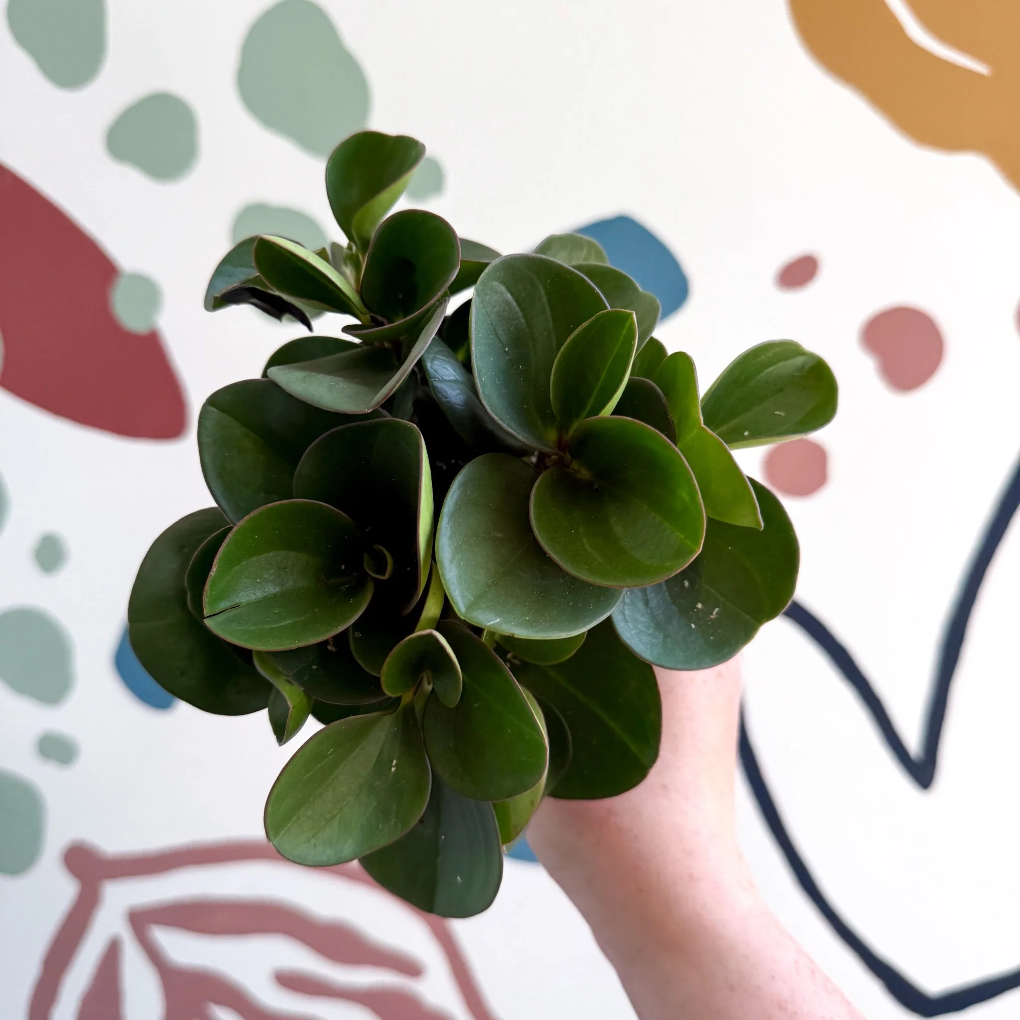 Peperomia obtusifolia 'Green Drops' - Baby Rubber Plant
