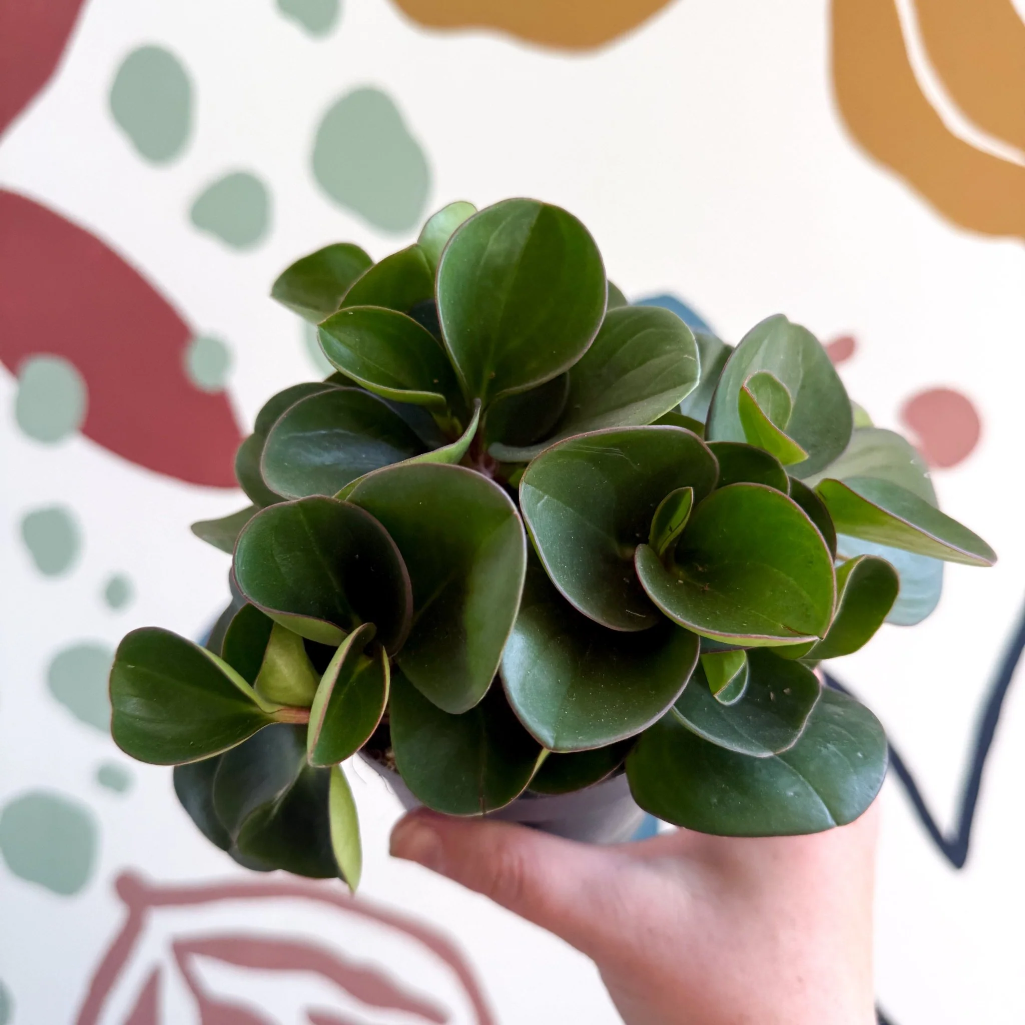 Peperomia obtusifolia 'Green Drops' - Baby Rubber Plant - Image 10