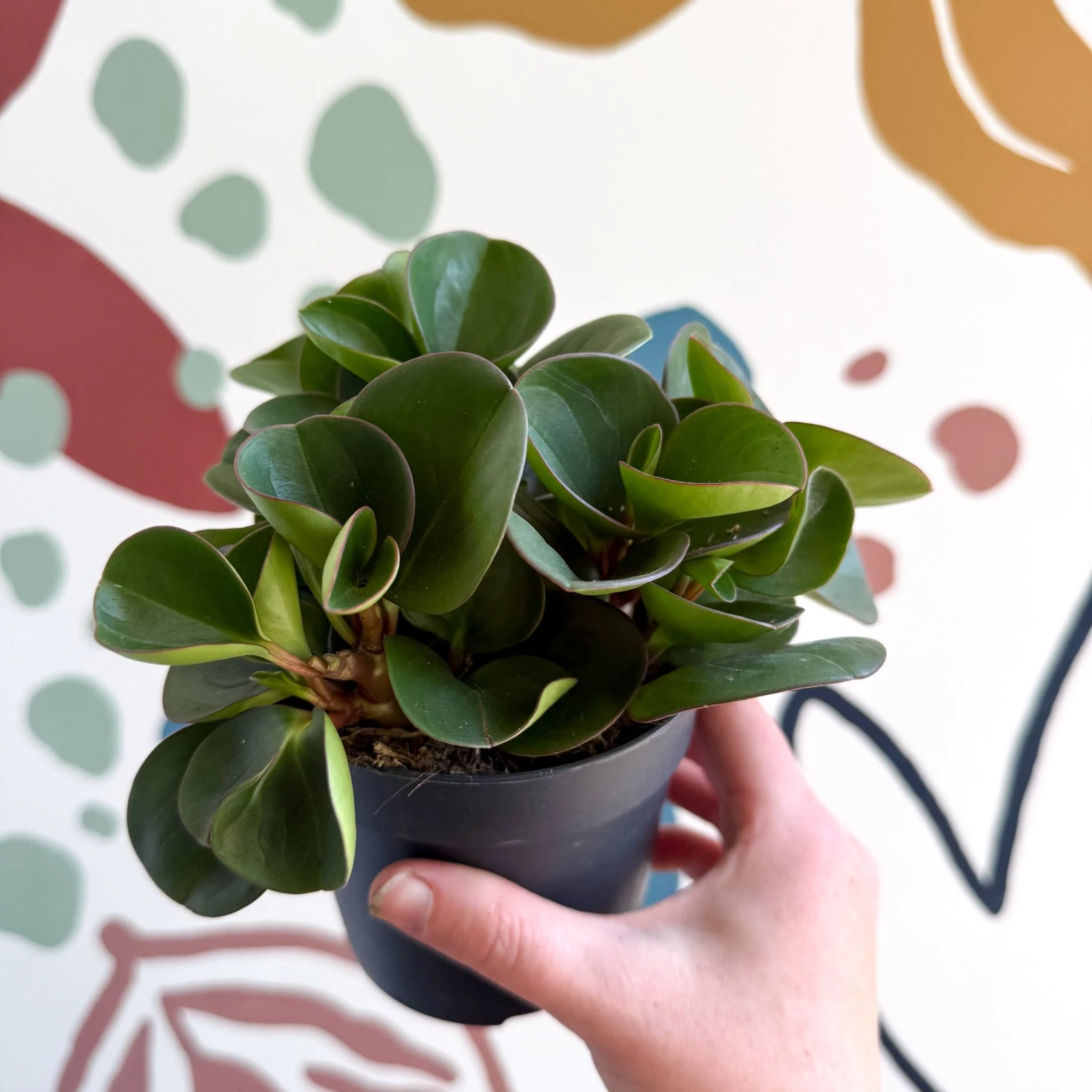 Peperomia obtusifolia 'Green Drops' - Baby Rubber Plant - Image 11