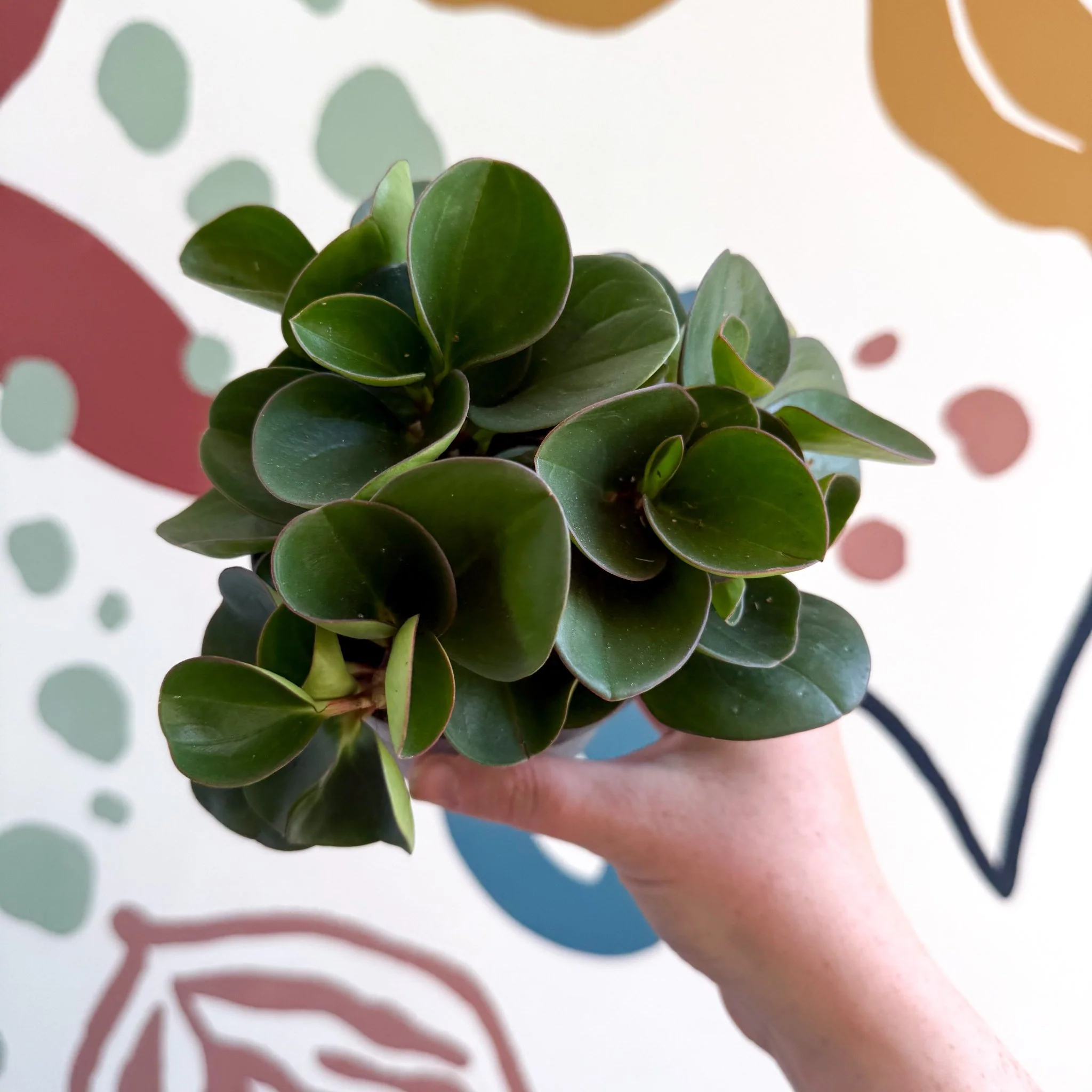 Peperomia obtusifolia 'Green Drops' - Baby Rubber Plant - Image 12
