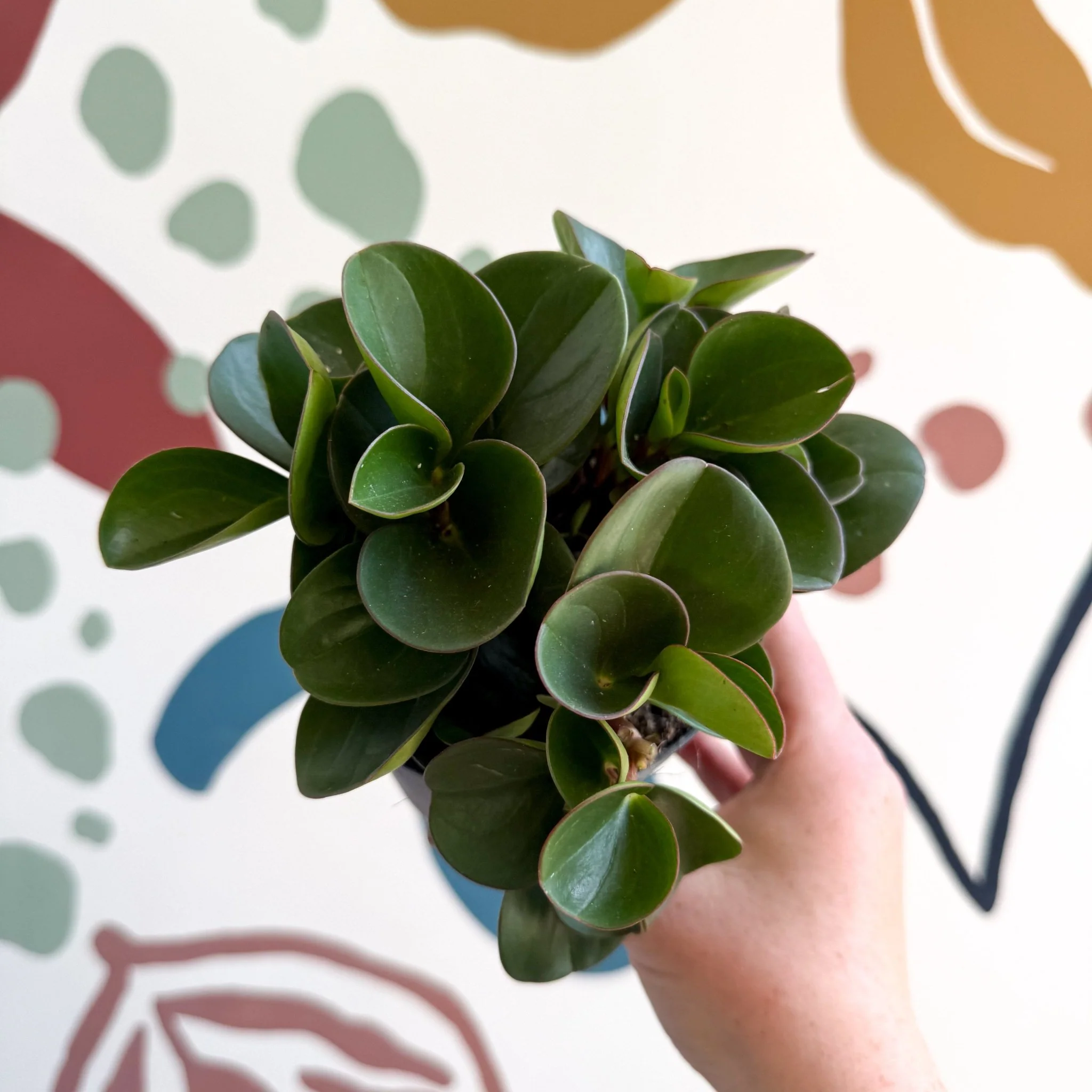 Peperomia obtusifolia 'Green Drops' - Baby Rubber Plant - Image 13