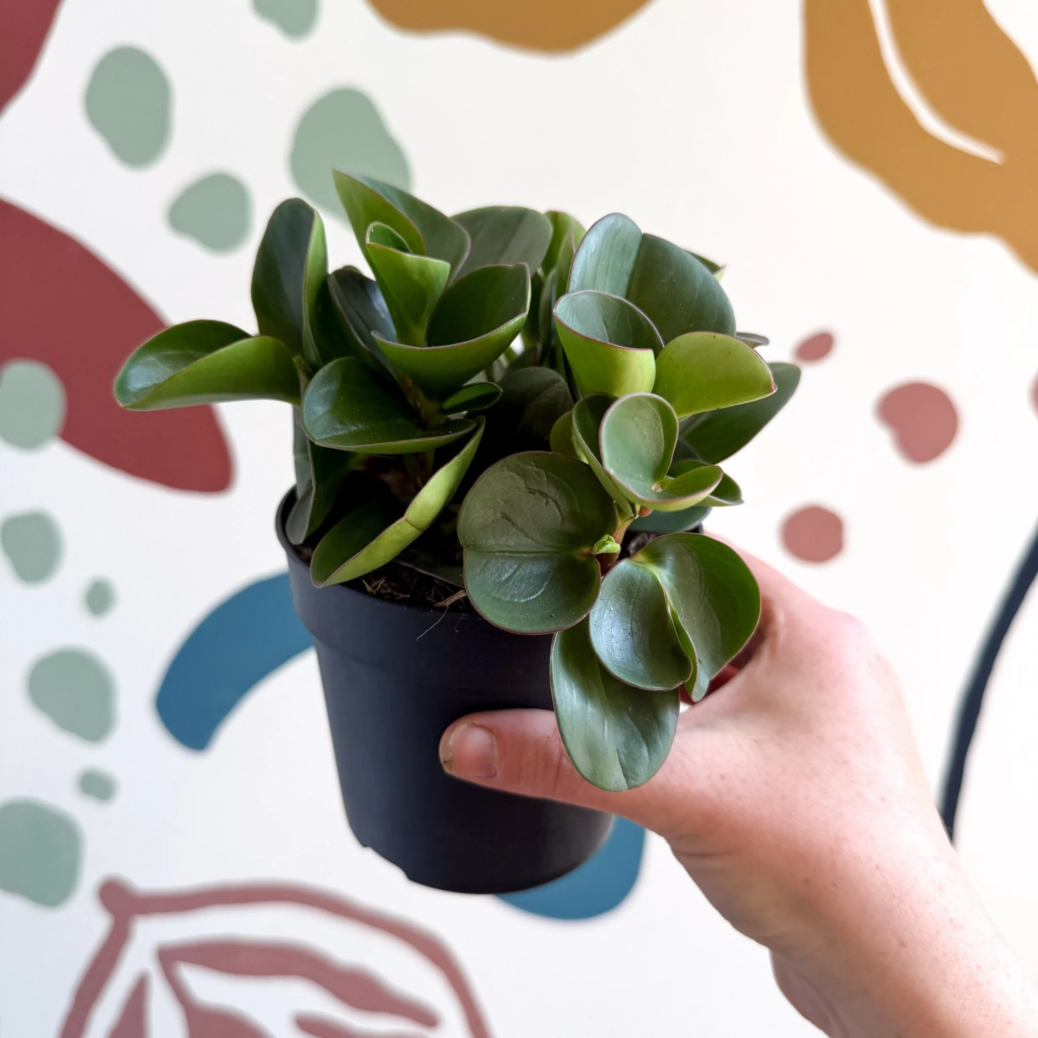 Peperomia obtusifolia 'Green Drops' - Baby Rubber Plant - Image 14