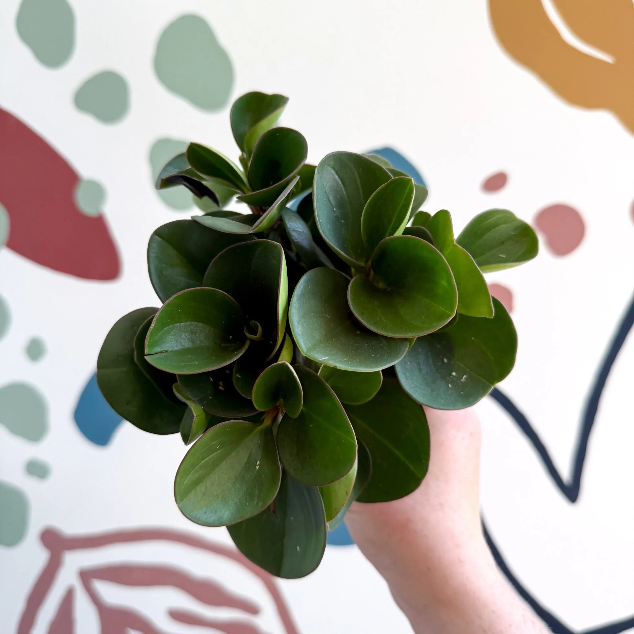 Peperomia obtusifolia 'Green Drops' - Baby Rubber Plant - Image 2