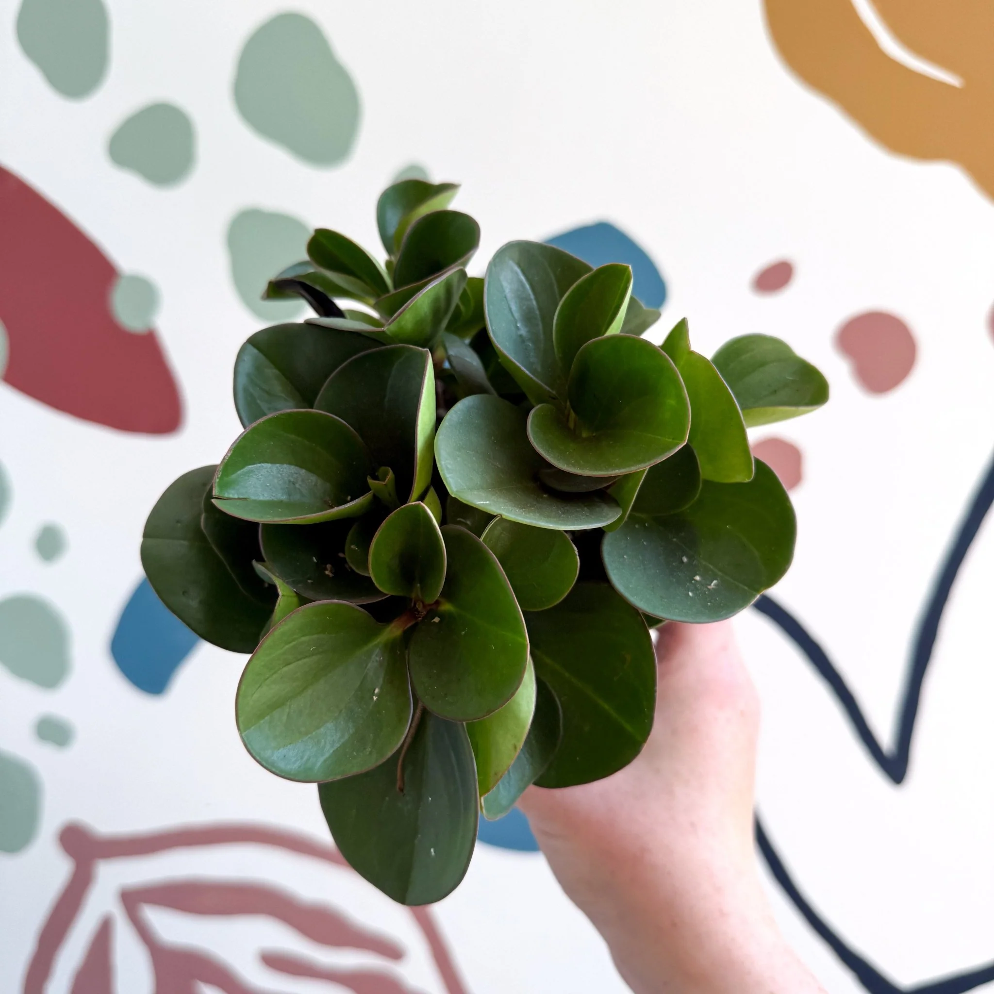 Peperomia obtusifolia 'Green Drops' - Baby Rubber Plant - Image 3