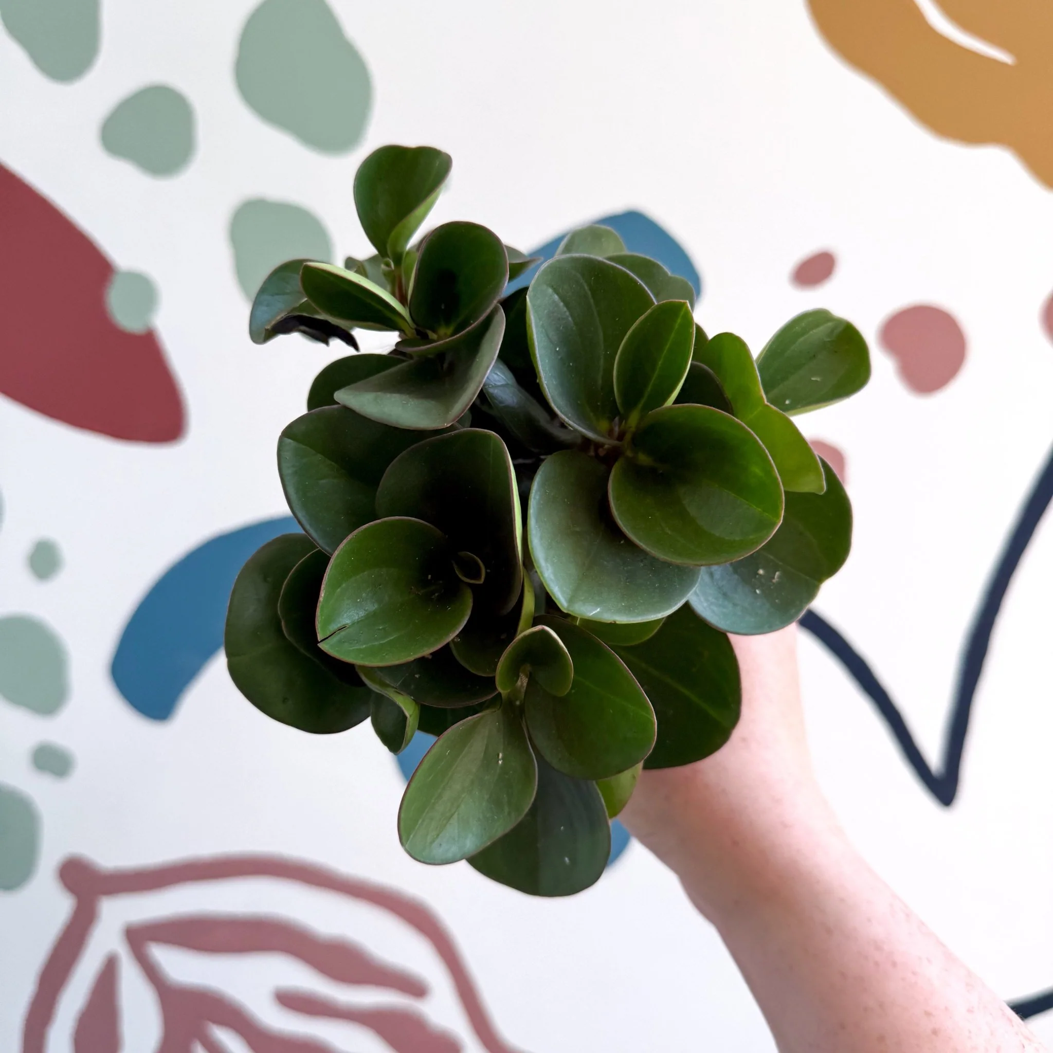 Peperomia obtusifolia 'Green Drops' - Baby Rubber Plant - Image 4