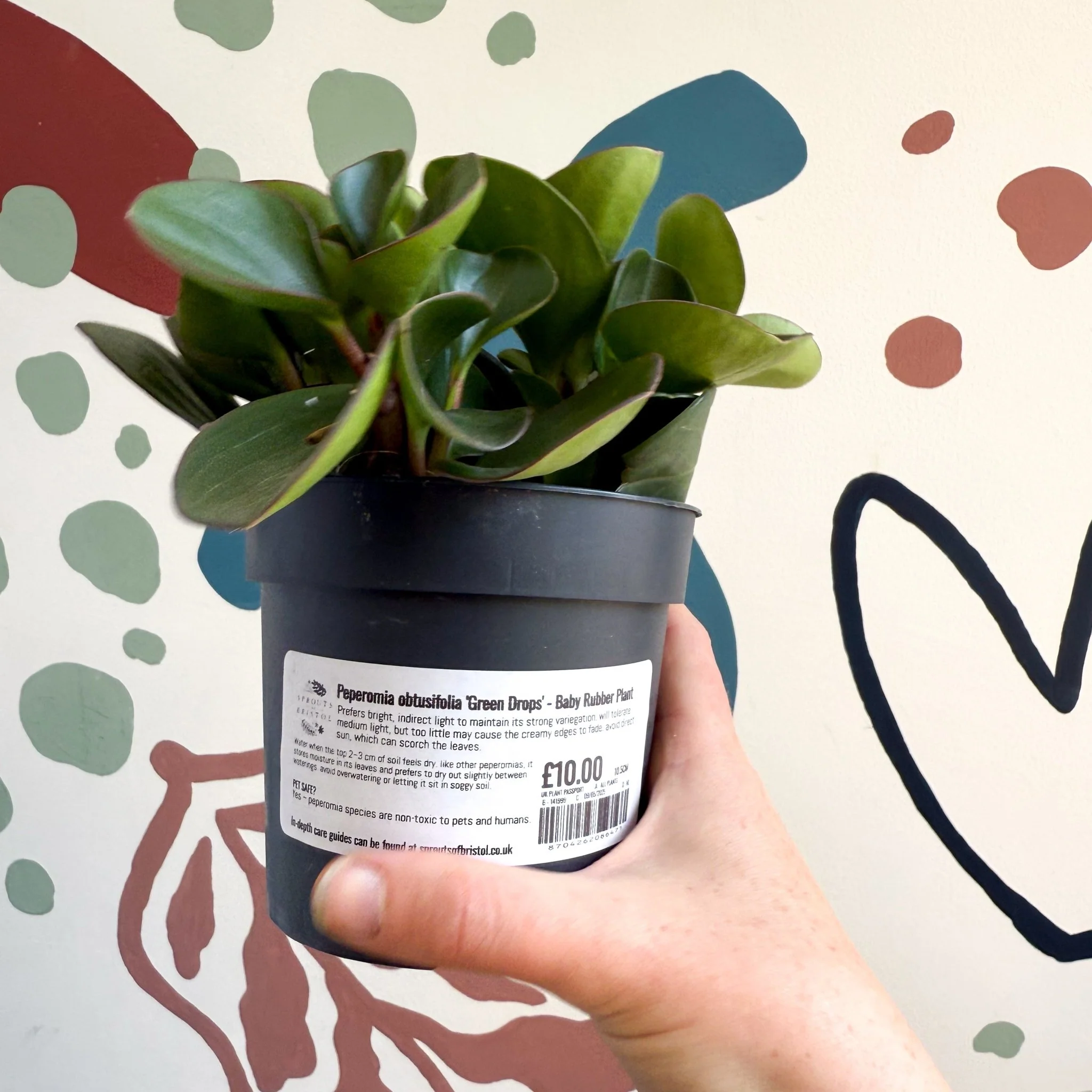 Peperomia obtusifolia 'Green Drops' - Baby Rubber Plant - Image 5