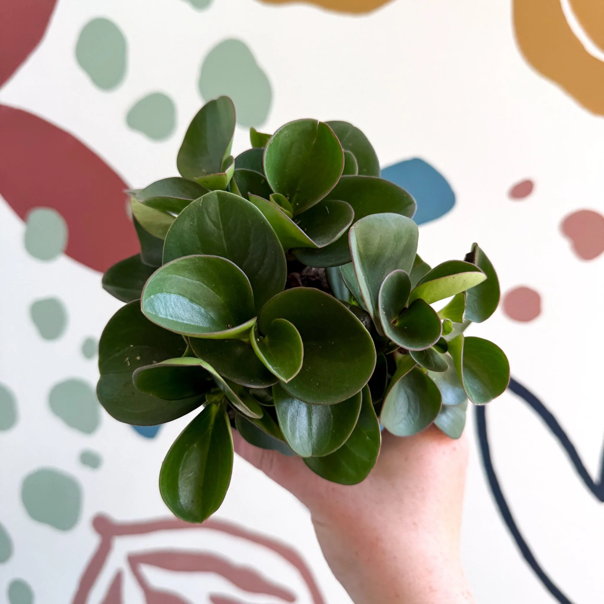 Peperomia obtusifolia 'Green Drops' - Baby Rubber Plant - Image 6