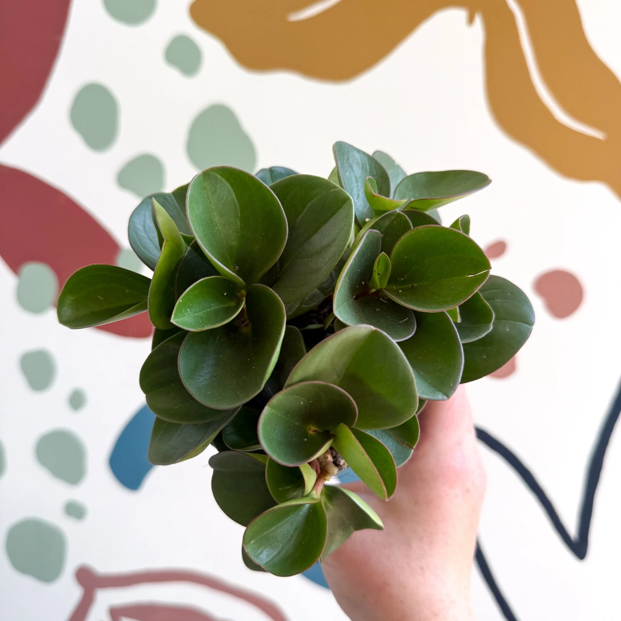 Peperomia obtusifolia 'Green Drops' - Baby Rubber Plant - Image 7