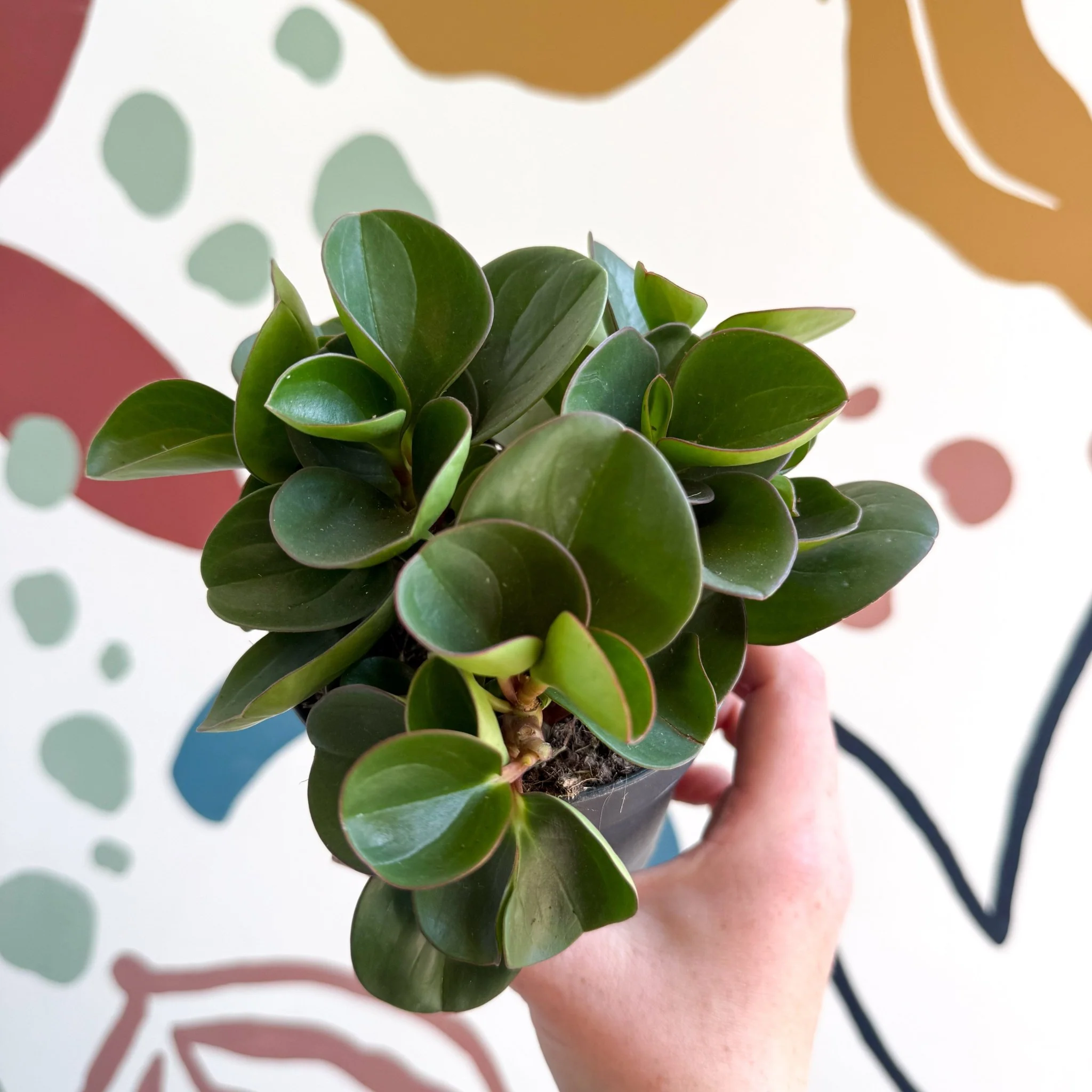Peperomia obtusifolia 'Green Drops' - Baby Rubber Plant - Image 8