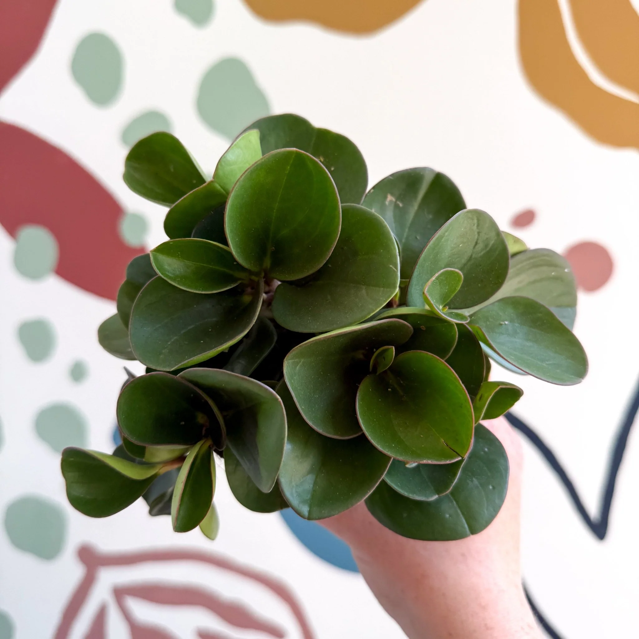 Peperomia obtusifolia 'Green Drops' - Baby Rubber Plant - Image 9