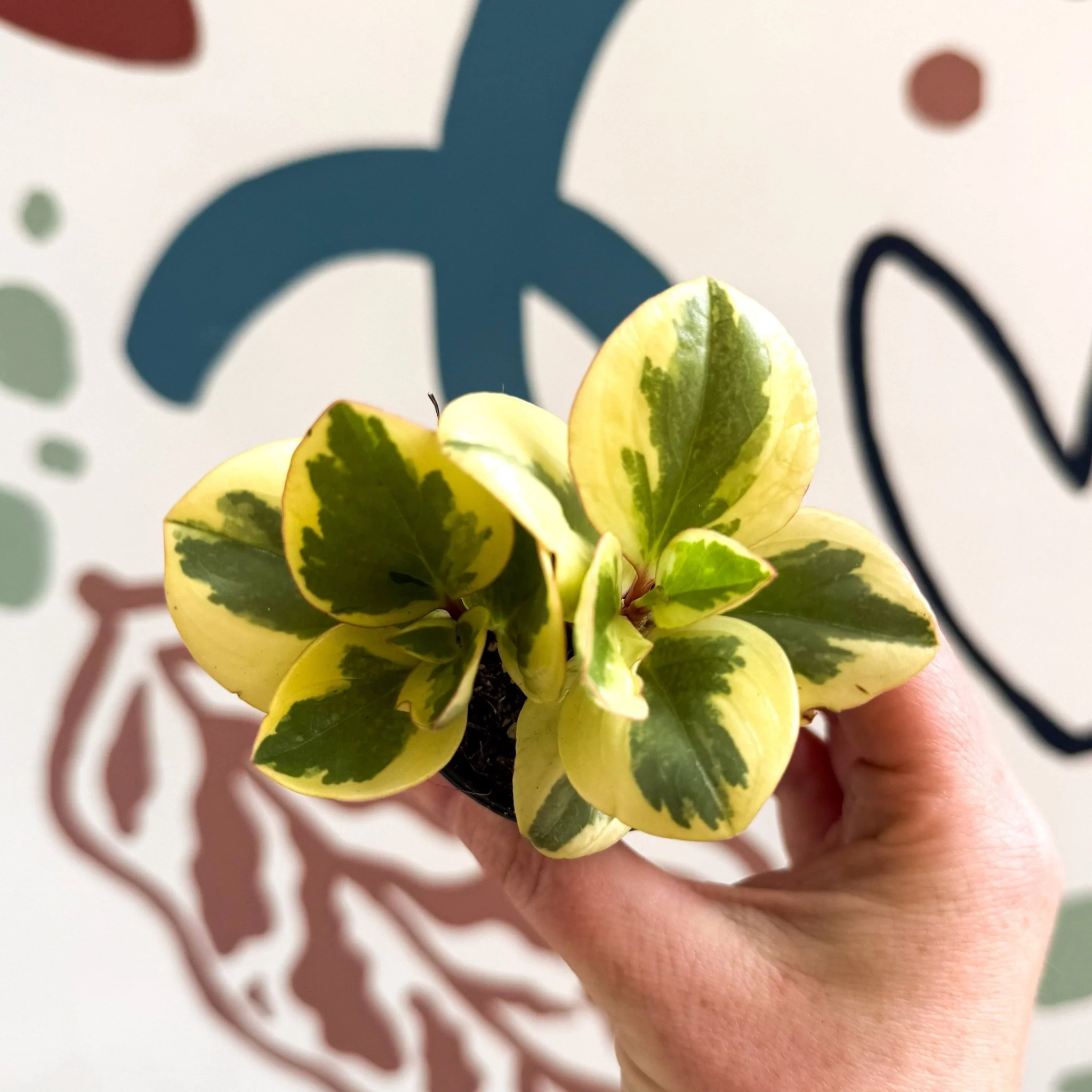 Peperomia obtusifolia 'Obtipan Bicolor' - Baby Rubber Plant