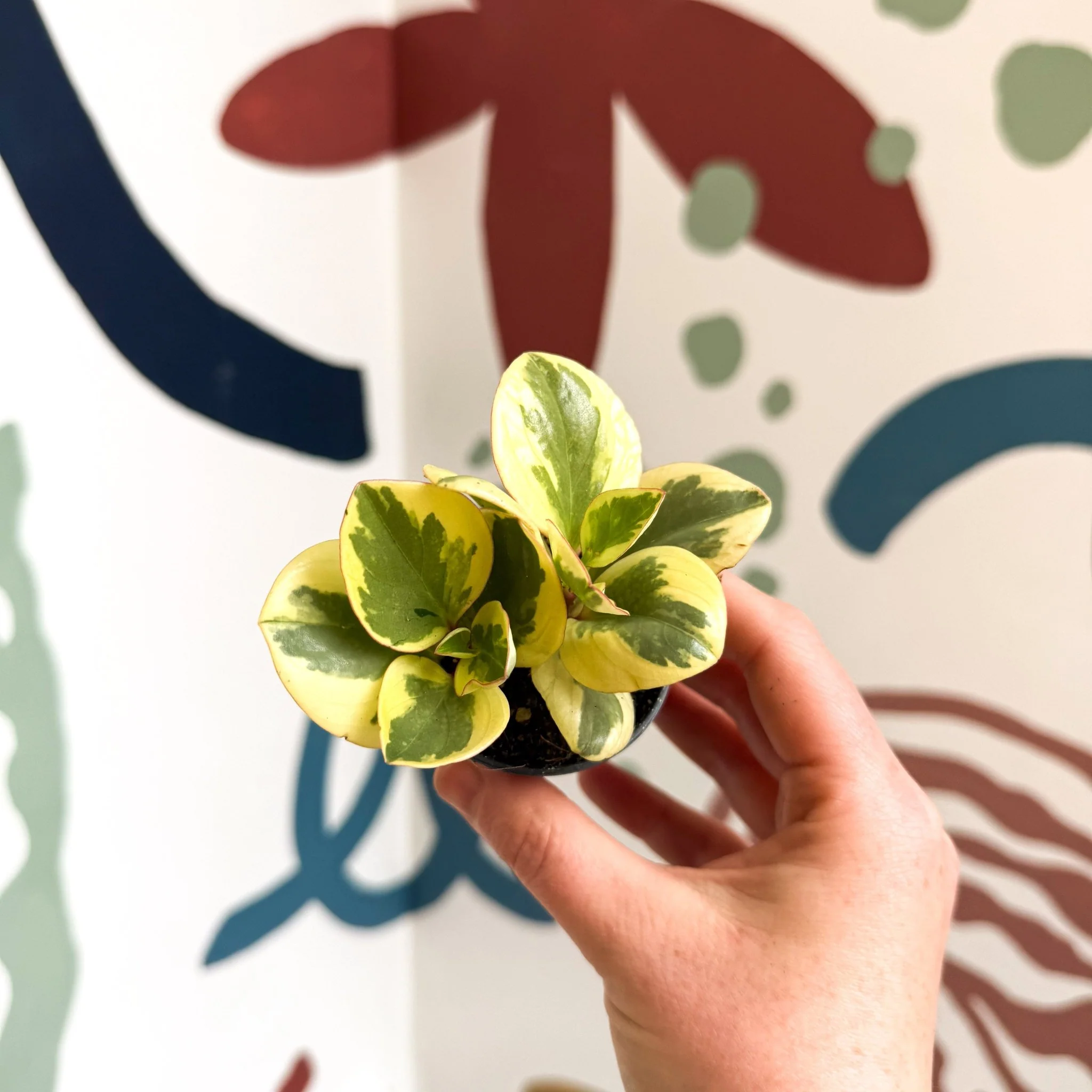 Peperomia obtusifolia 'Obtipan Bicolor' - Baby Rubber Plant - Image 10