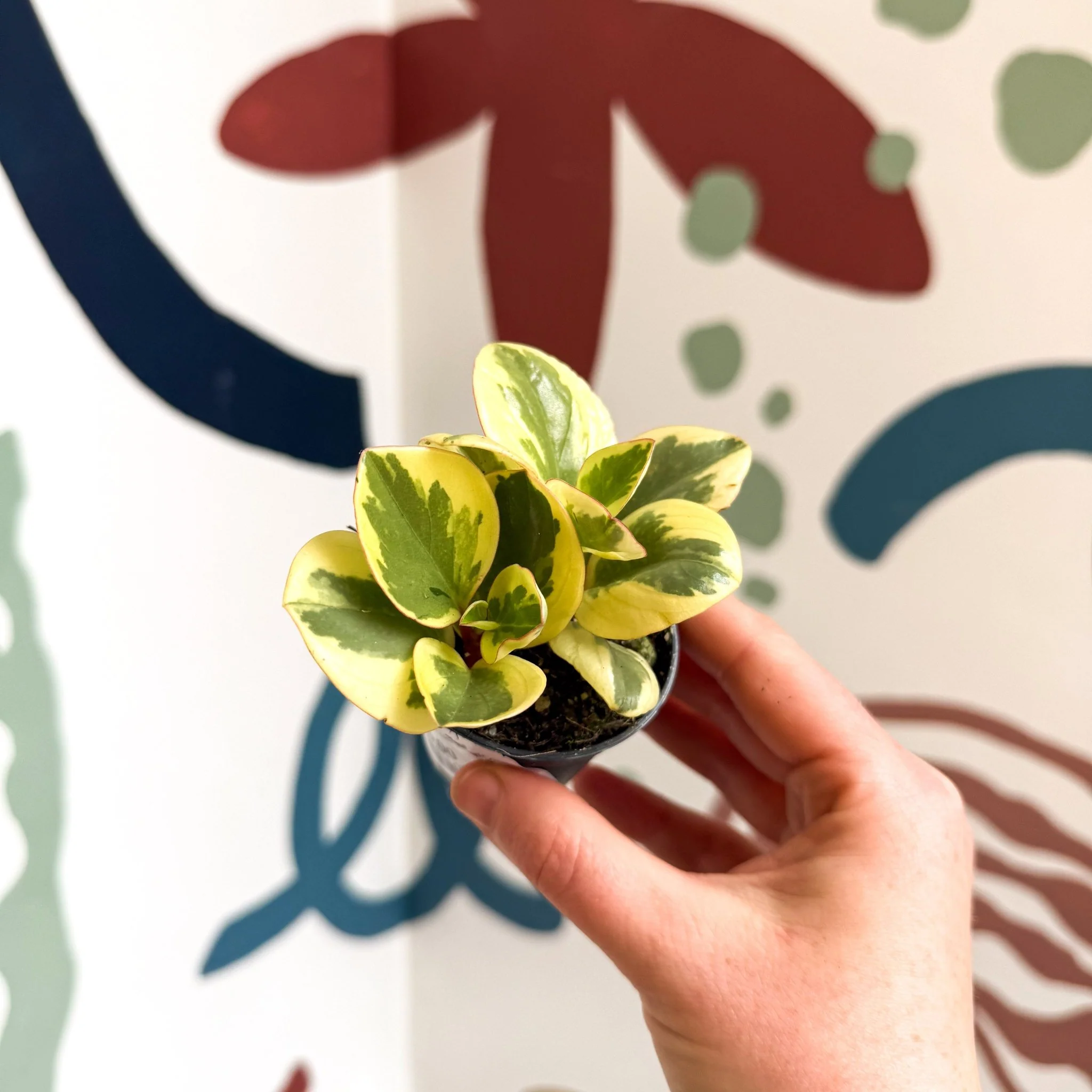 Peperomia obtusifolia 'Obtipan Bicolor' - Baby Rubber Plant - Image 11