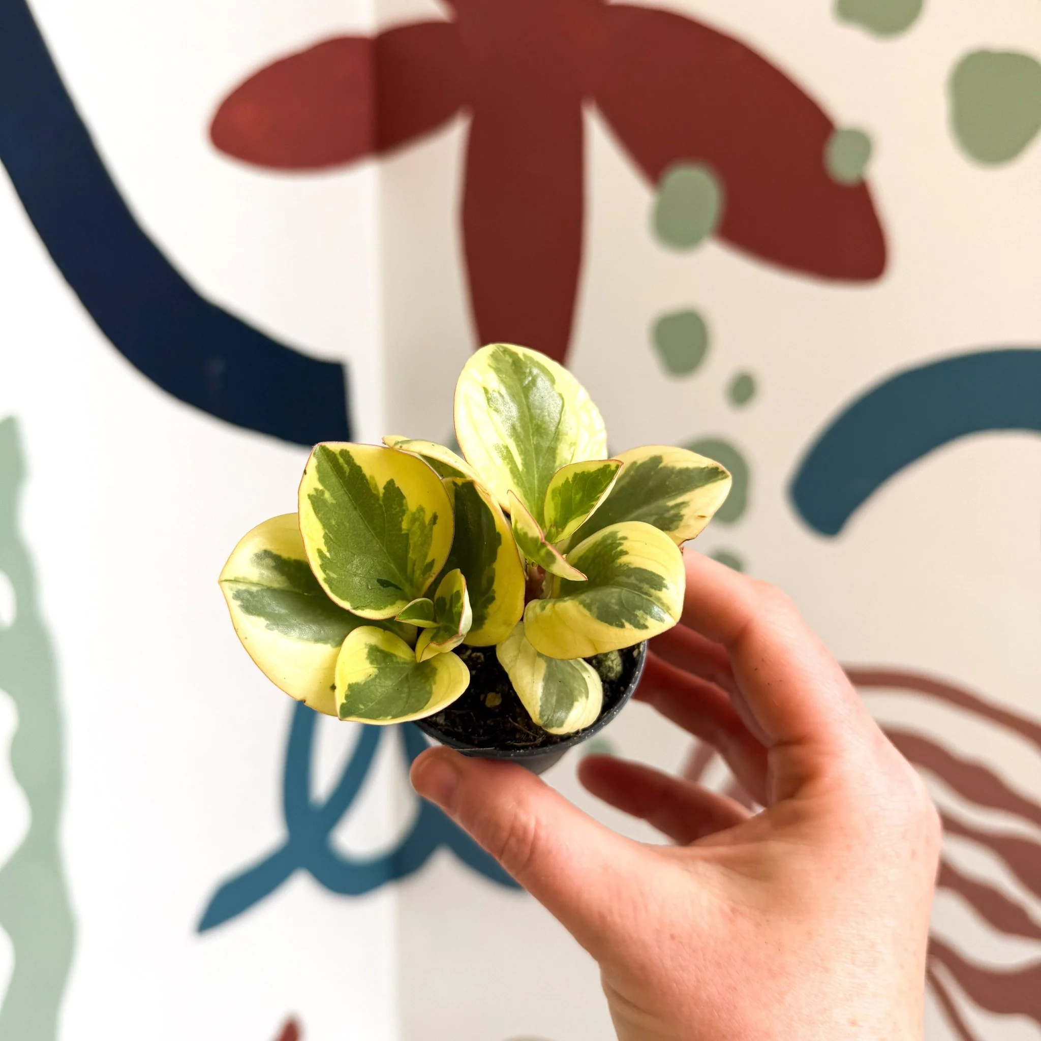 Peperomia obtusifolia 'Obtipan Bicolor' - Baby Rubber Plant - Image 12