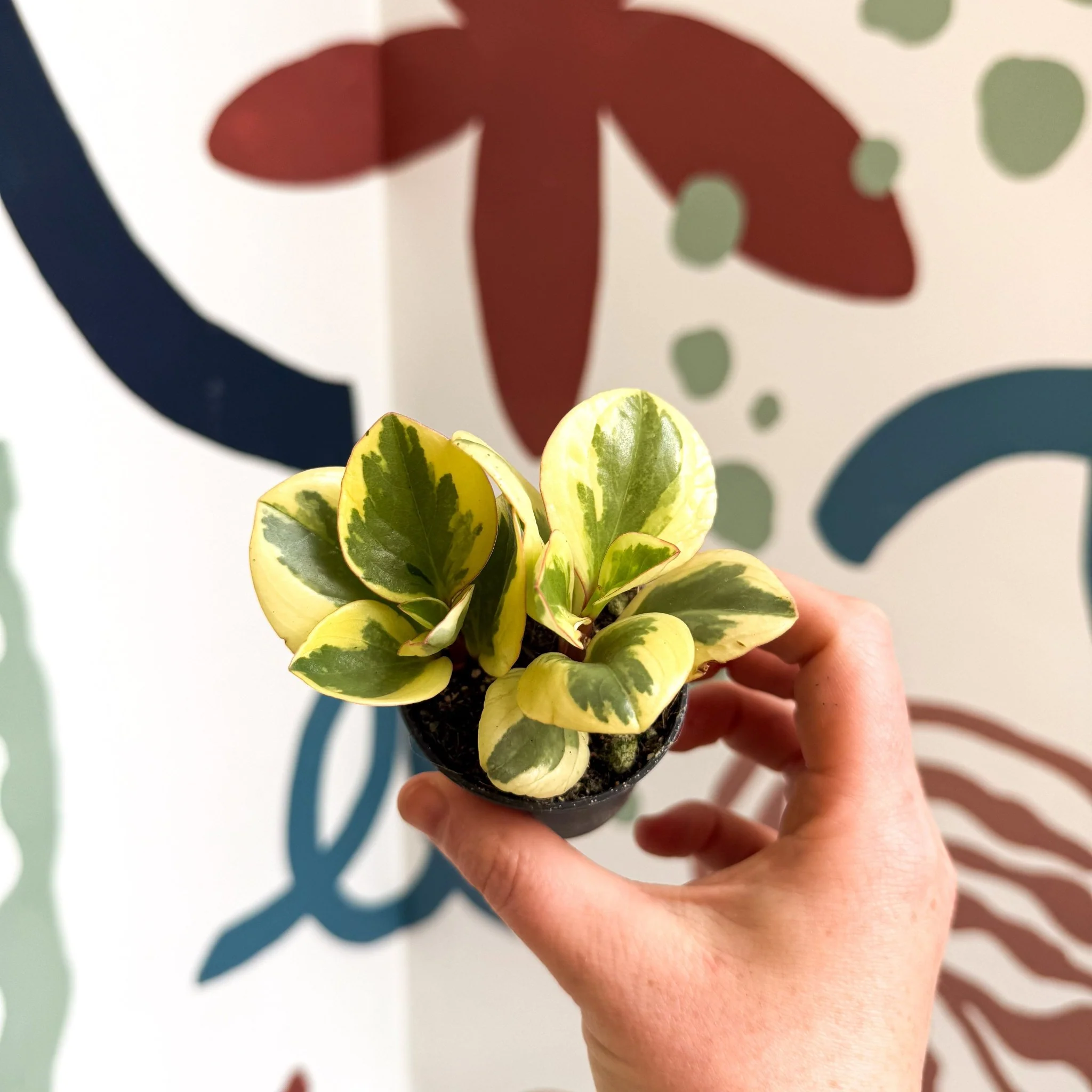 Peperomia obtusifolia 'Obtipan Bicolor' - Baby Rubber Plant - Image 13