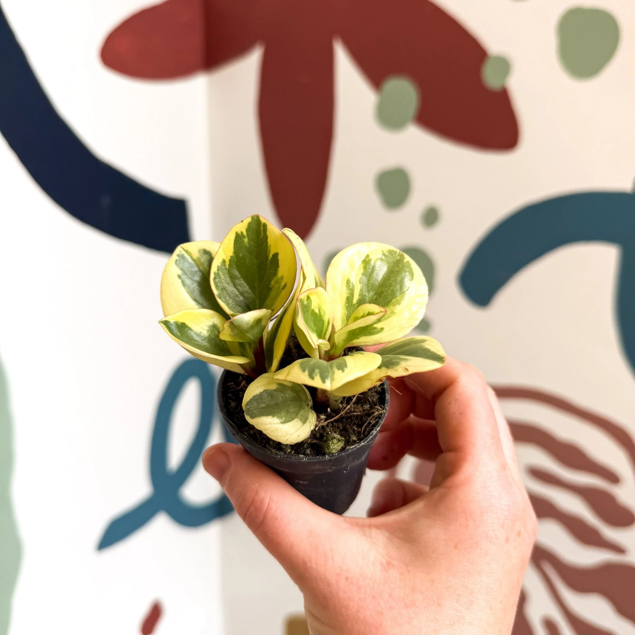 Peperomia obtusifolia 'Obtipan Bicolor' - Baby Rubber Plant - Image 14