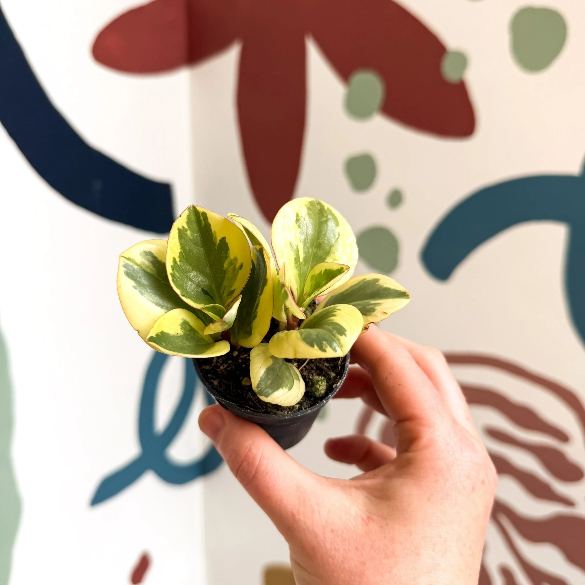Peperomia obtusifolia 'Obtipan Bicolor' - Baby Rubber Plant - Image 15