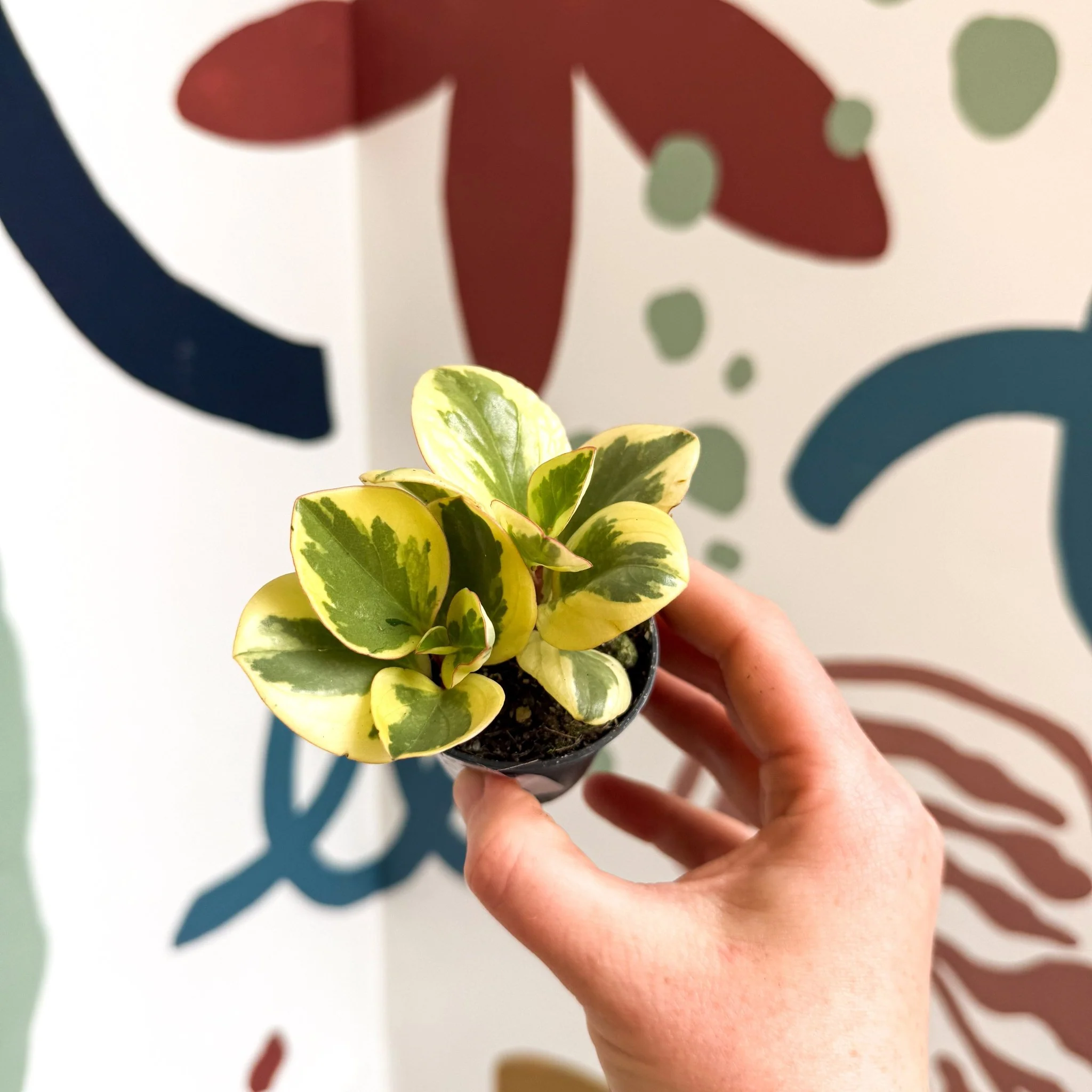 Peperomia obtusifolia 'Obtipan Bicolor' - Baby Rubber Plant - Image 16