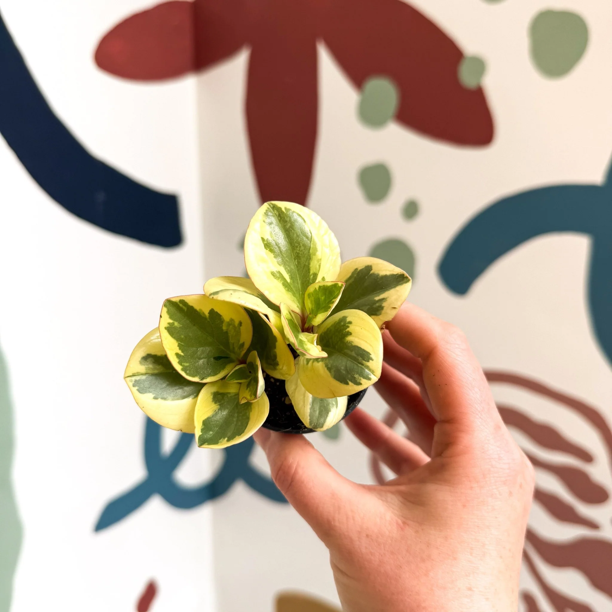 Peperomia obtusifolia 'Obtipan Bicolor' - Baby Rubber Plant - Image 17