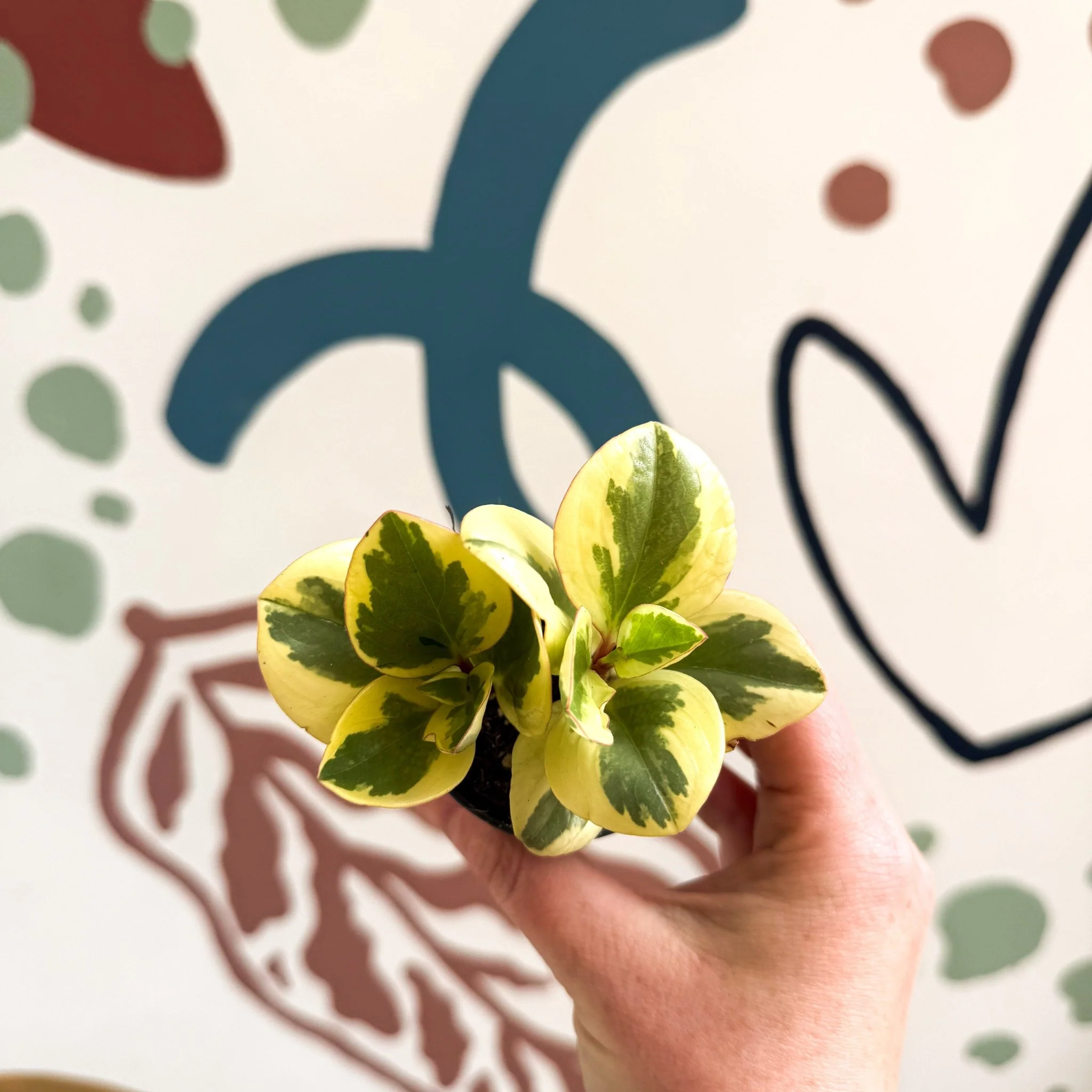 Peperomia obtusifolia 'Obtipan Bicolor' - Baby Rubber Plant - Image 18