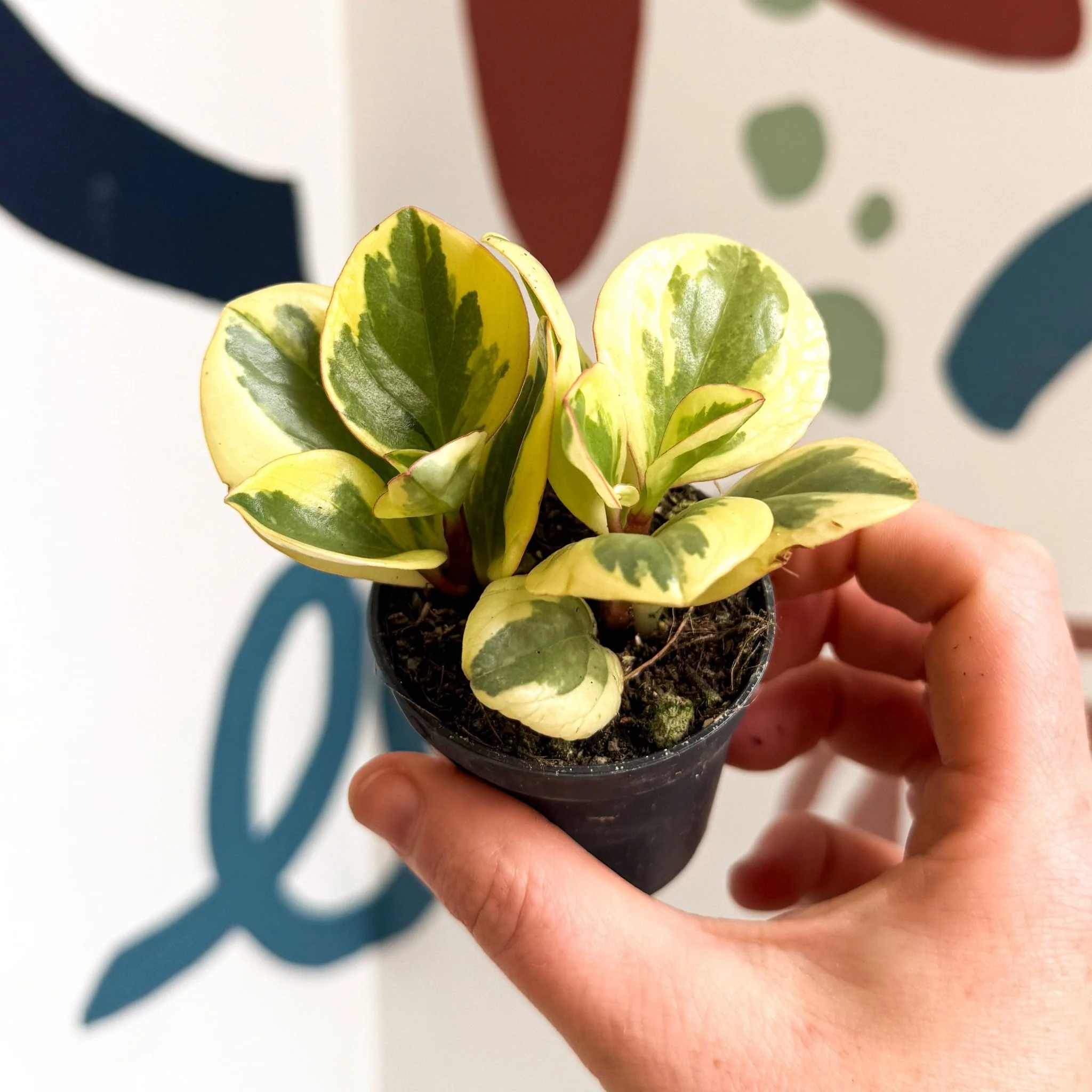 Peperomia obtusifolia 'Obtipan Bicolor' - Baby Rubber Plant - Image 2