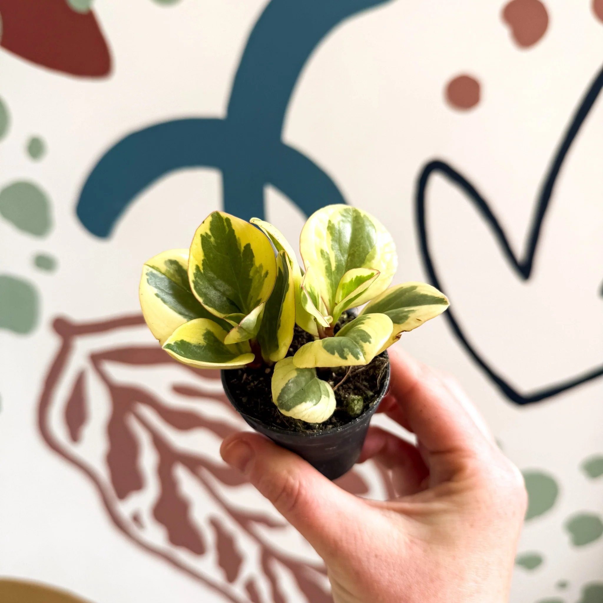 Peperomia obtusifolia 'Obtipan Bicolor' - Baby Rubber Plant - Image 3