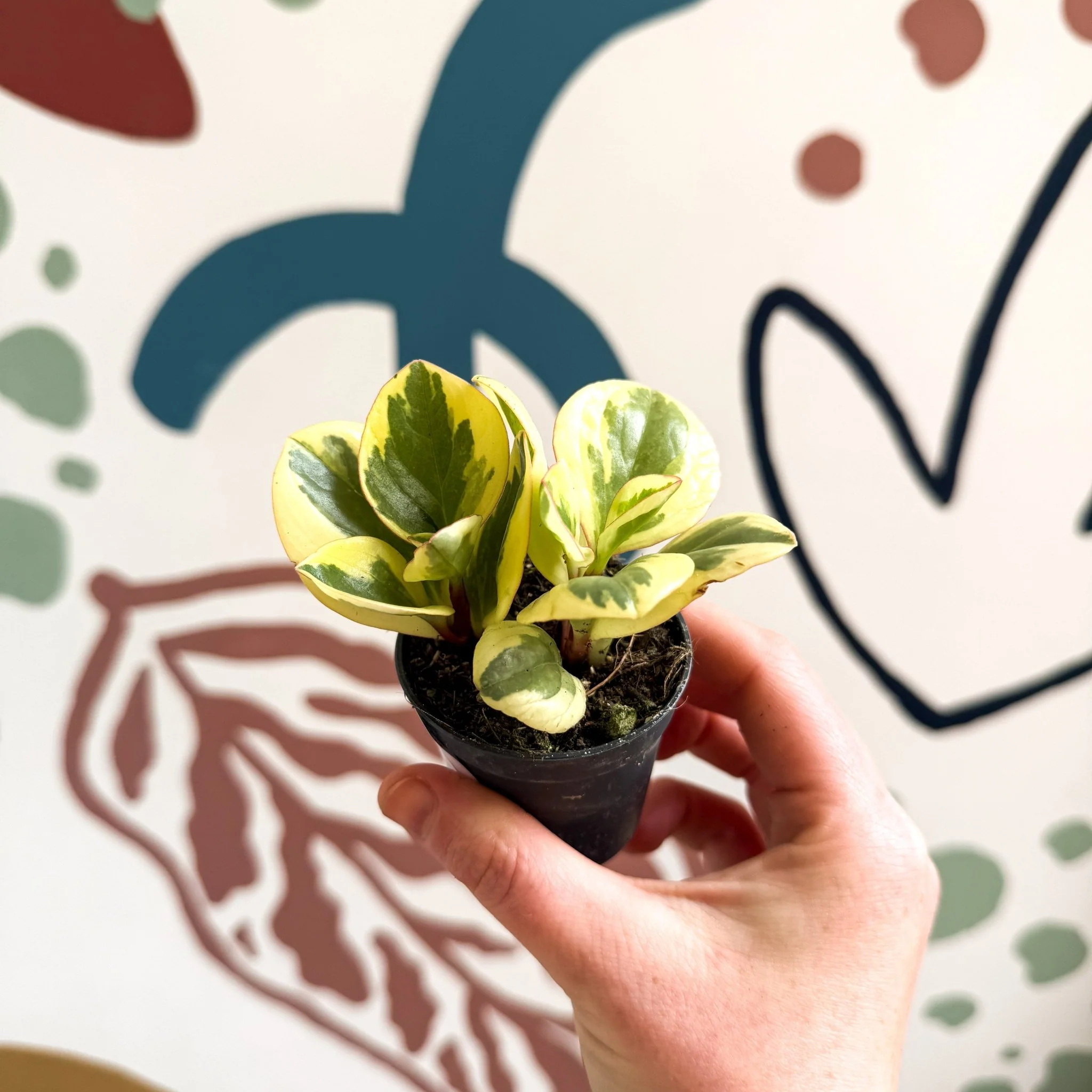 Peperomia obtusifolia 'Obtipan Bicolor' - Baby Rubber Plant - Image 4