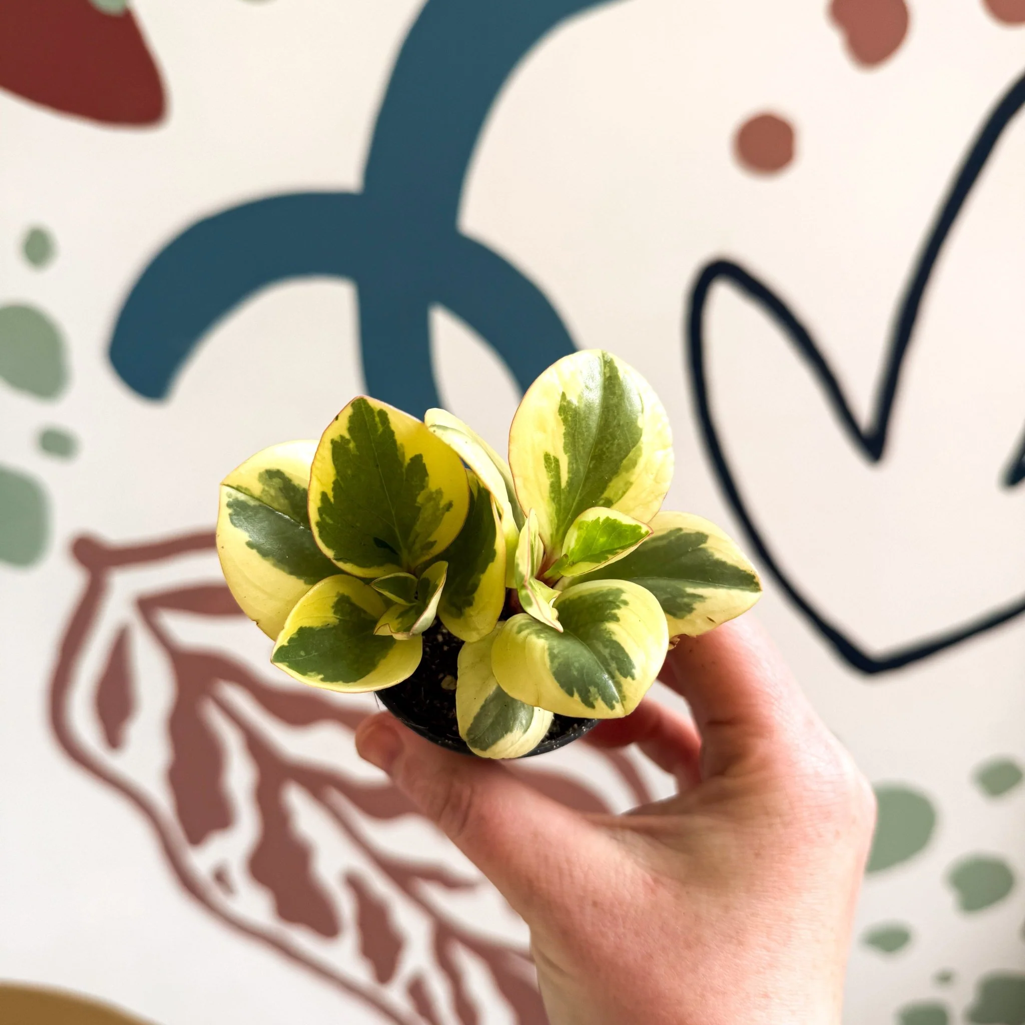 Peperomia obtusifolia 'Obtipan Bicolor' - Baby Rubber Plant - Image 5