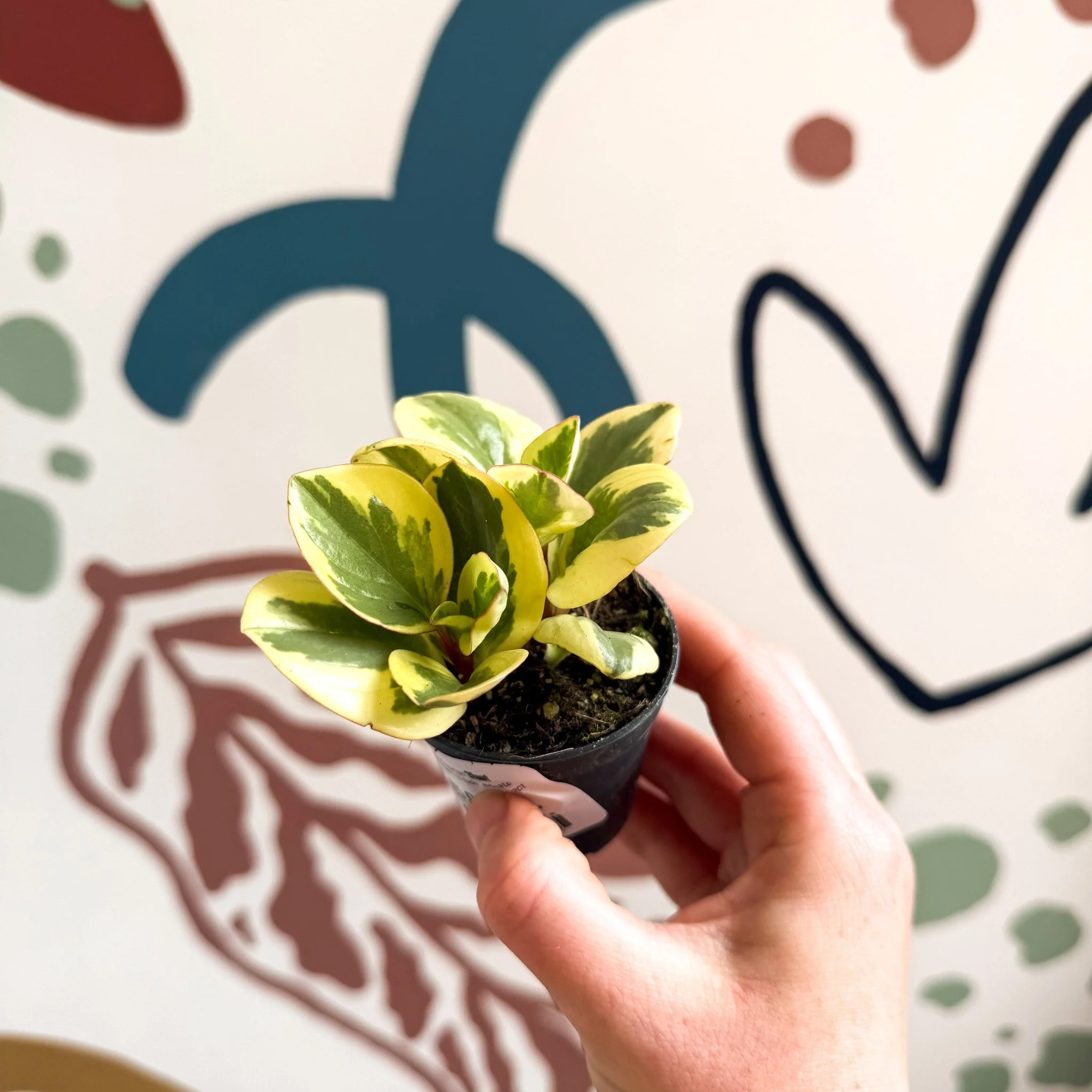 Peperomia obtusifolia 'Obtipan Bicolor' - Baby Rubber Plant - Image 6