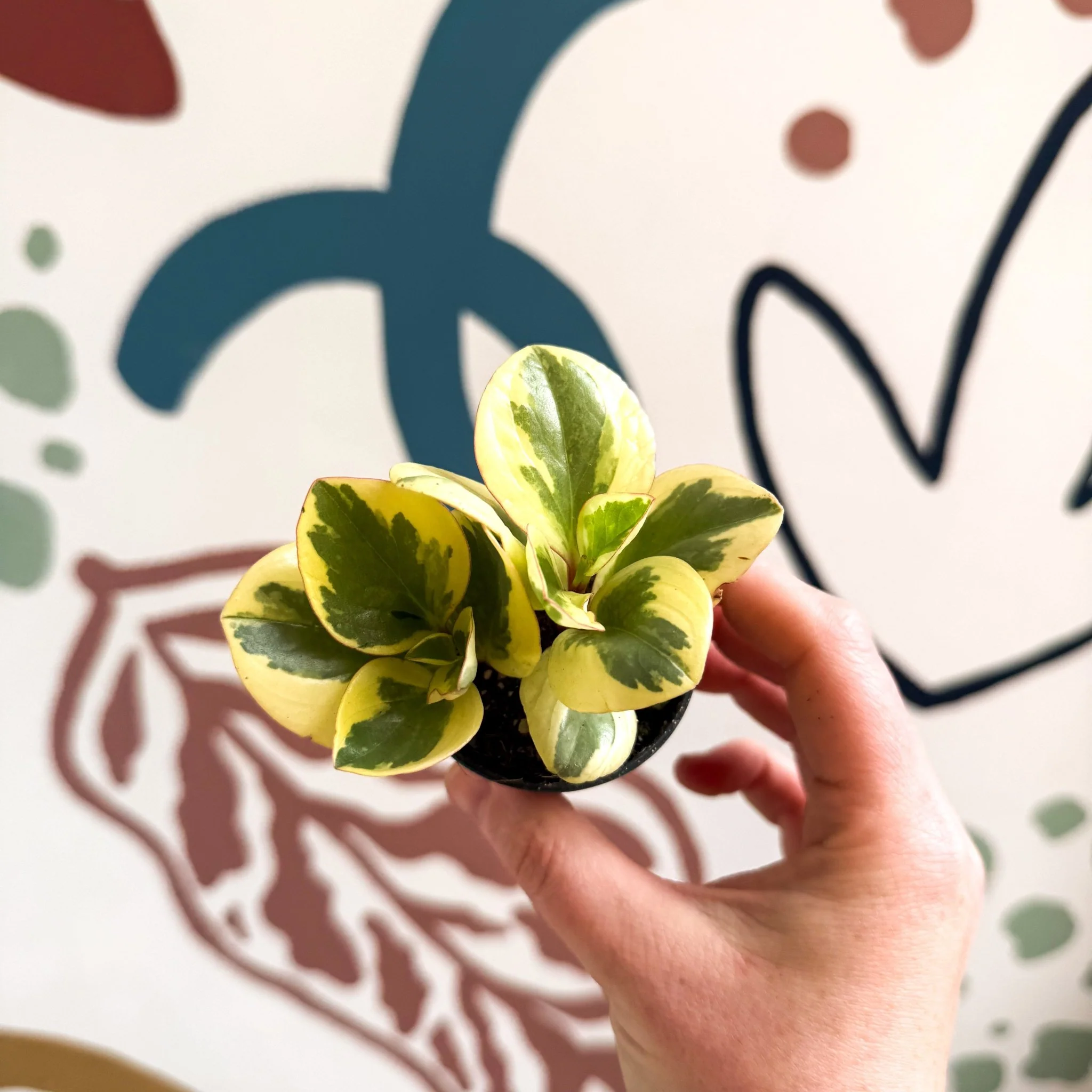 Peperomia obtusifolia 'Obtipan Bicolor' - Baby Rubber Plant - Image 7