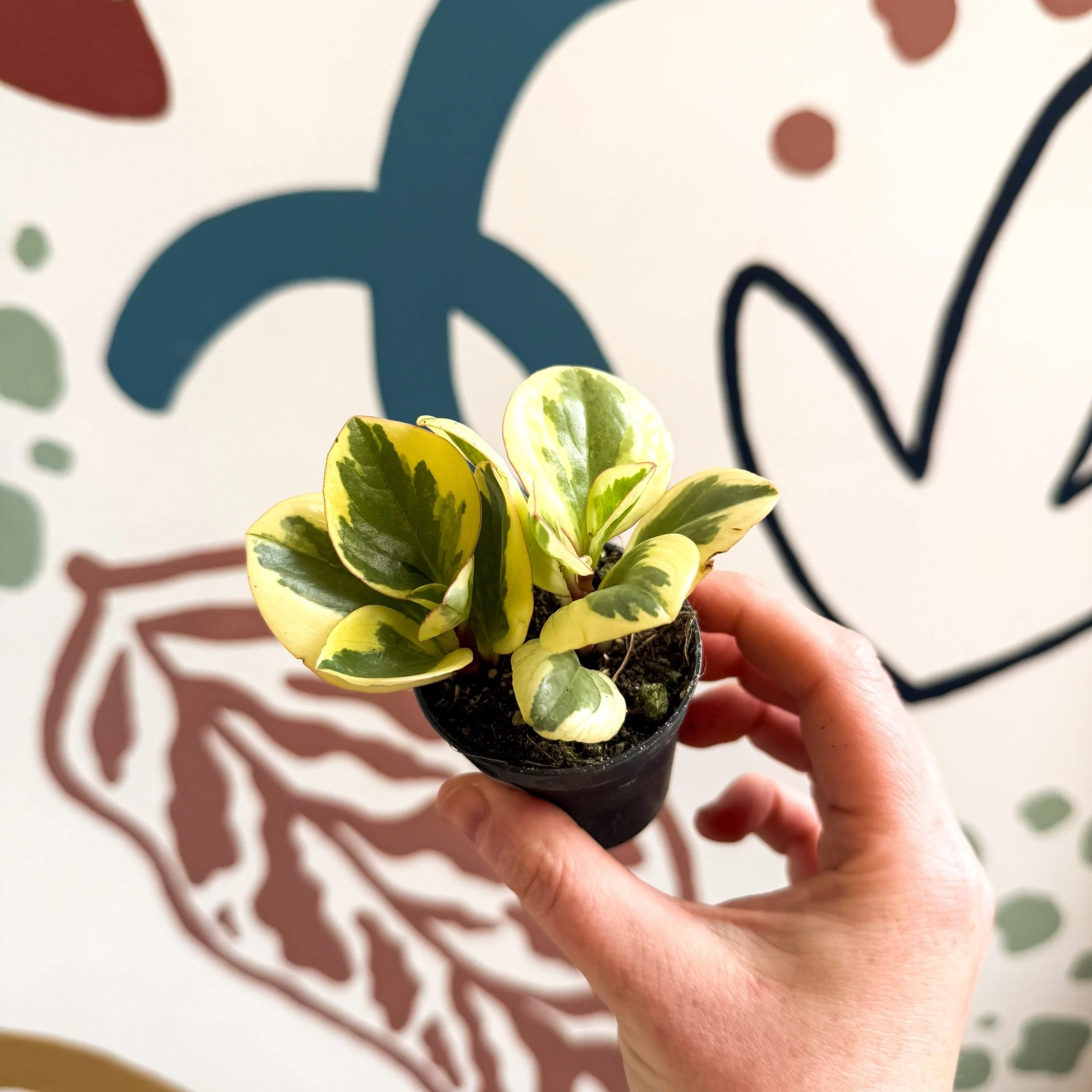 Peperomia obtusifolia 'Obtipan Bicolor' - Baby Rubber Plant - Image 8