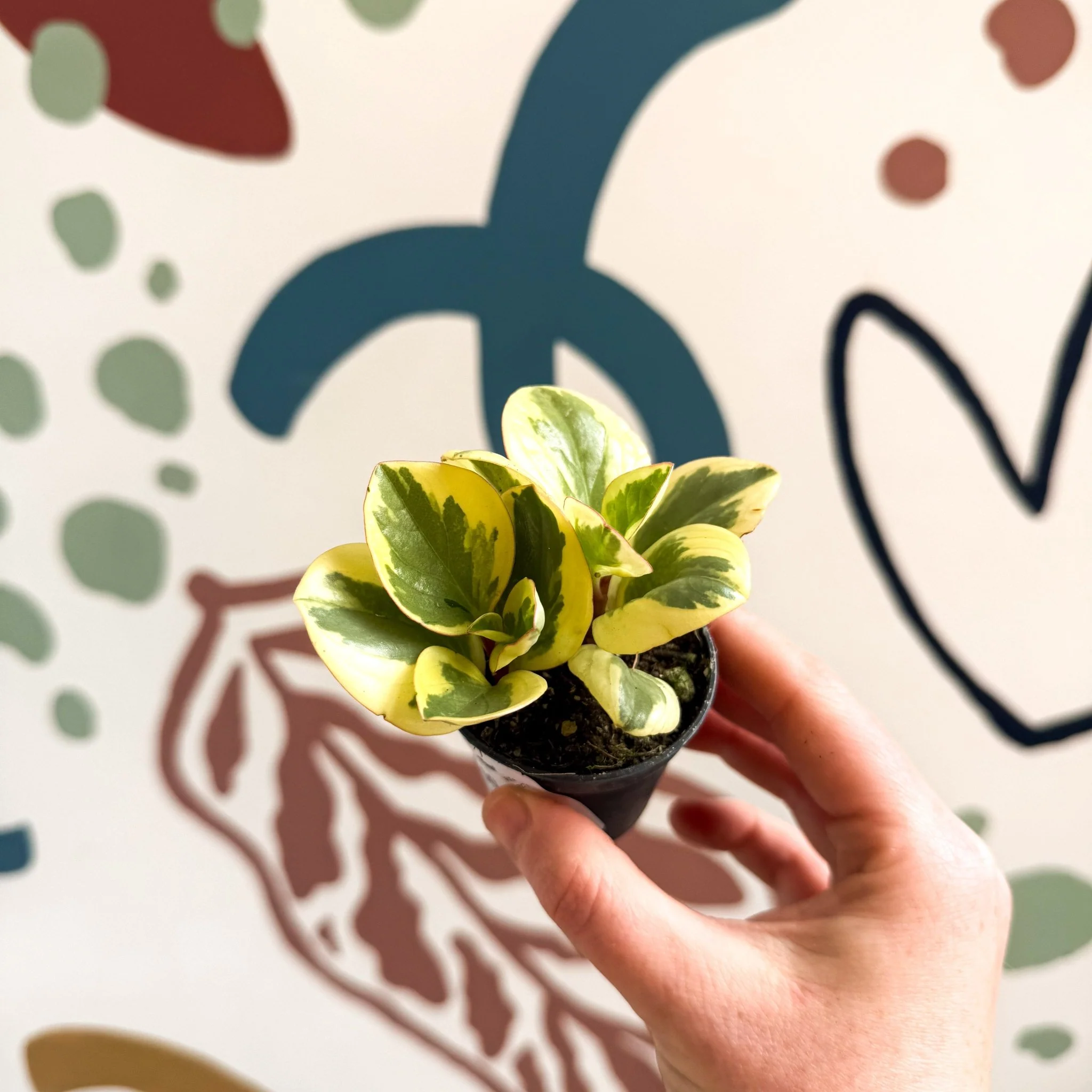Peperomia obtusifolia 'Obtipan Bicolor' - Baby Rubber Plant - Image 9