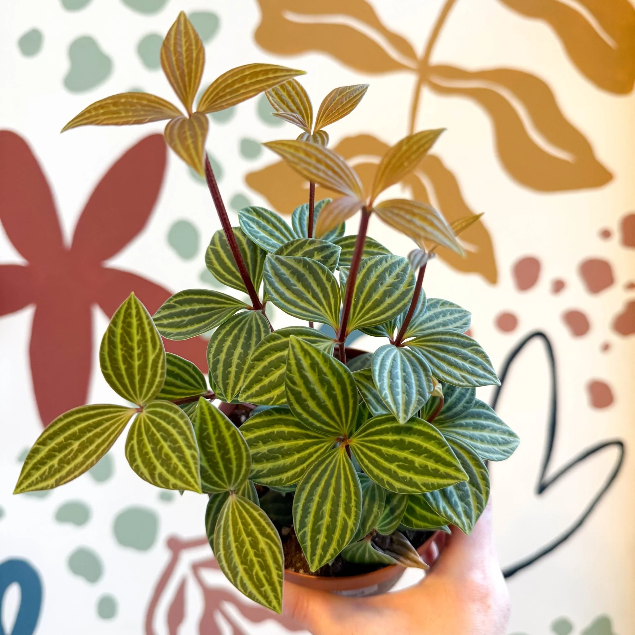 Peperomia tetragona - Image 10
