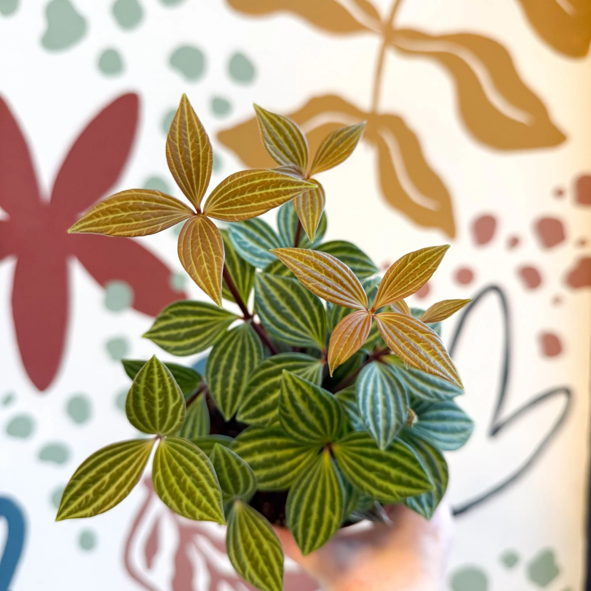 Peperomia tetragona - Image 11