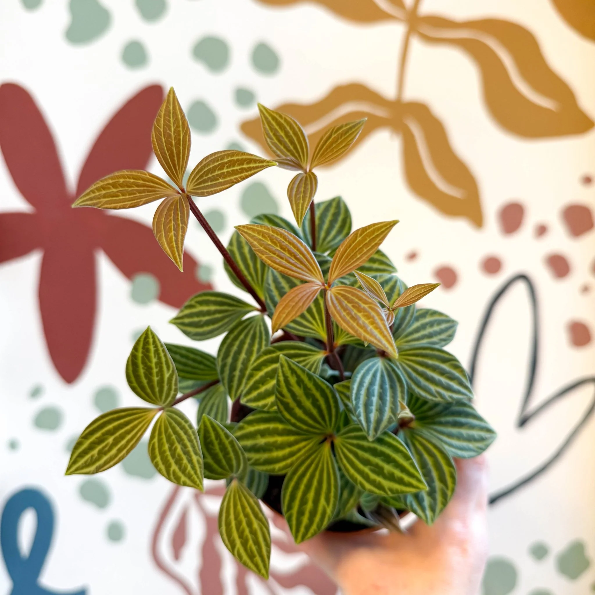 Peperomia tetragona - Image 12