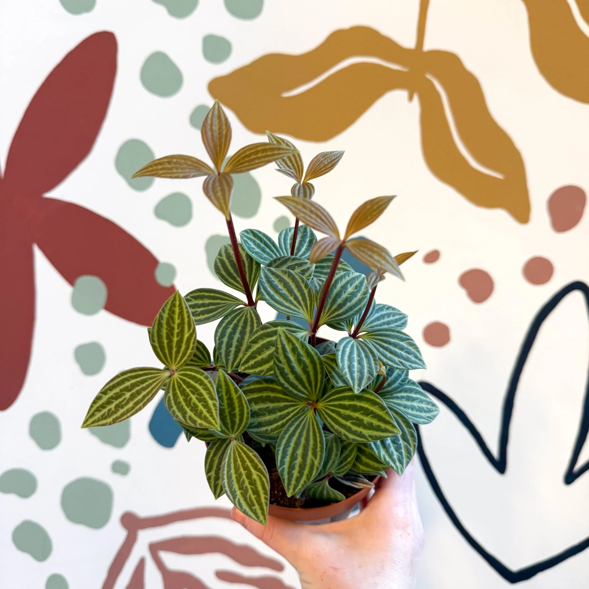 Peperomia tetragona - Image 13