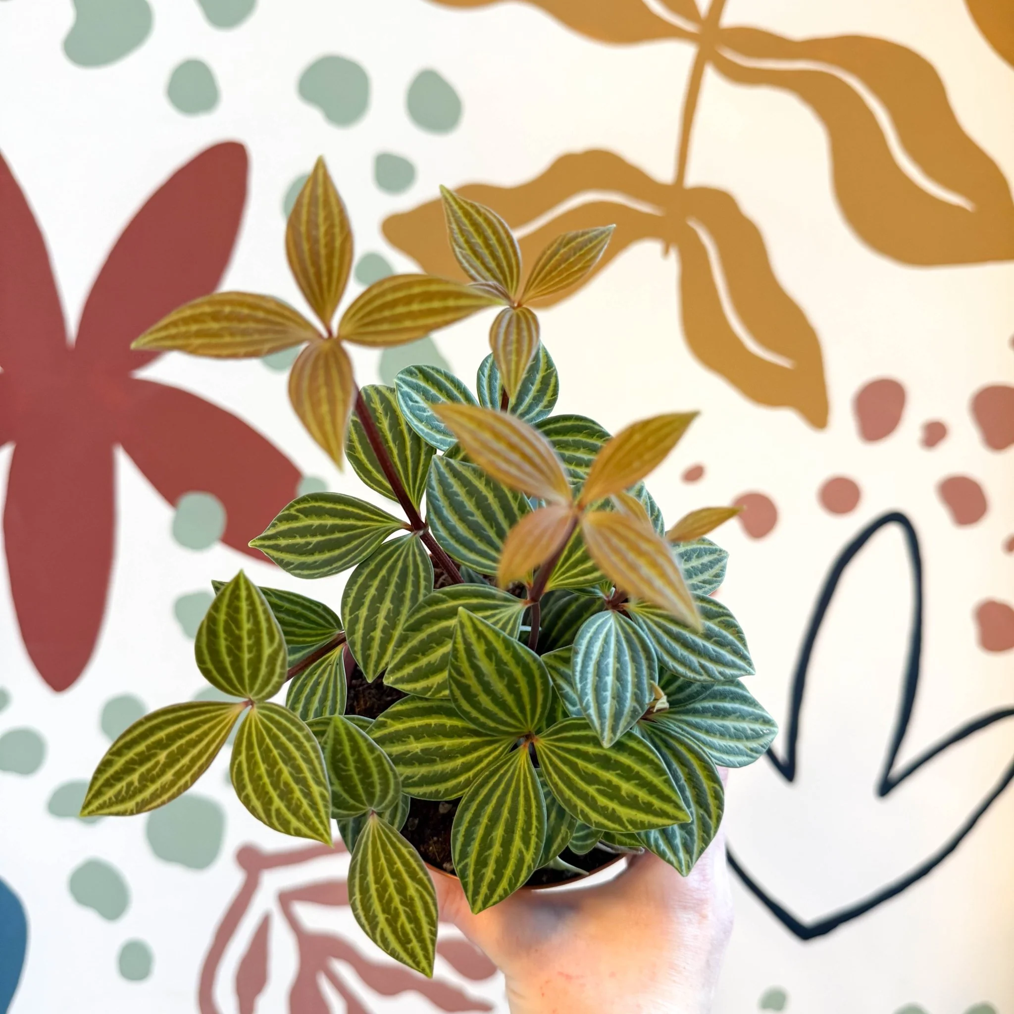 Peperomia tetragona - Image 14