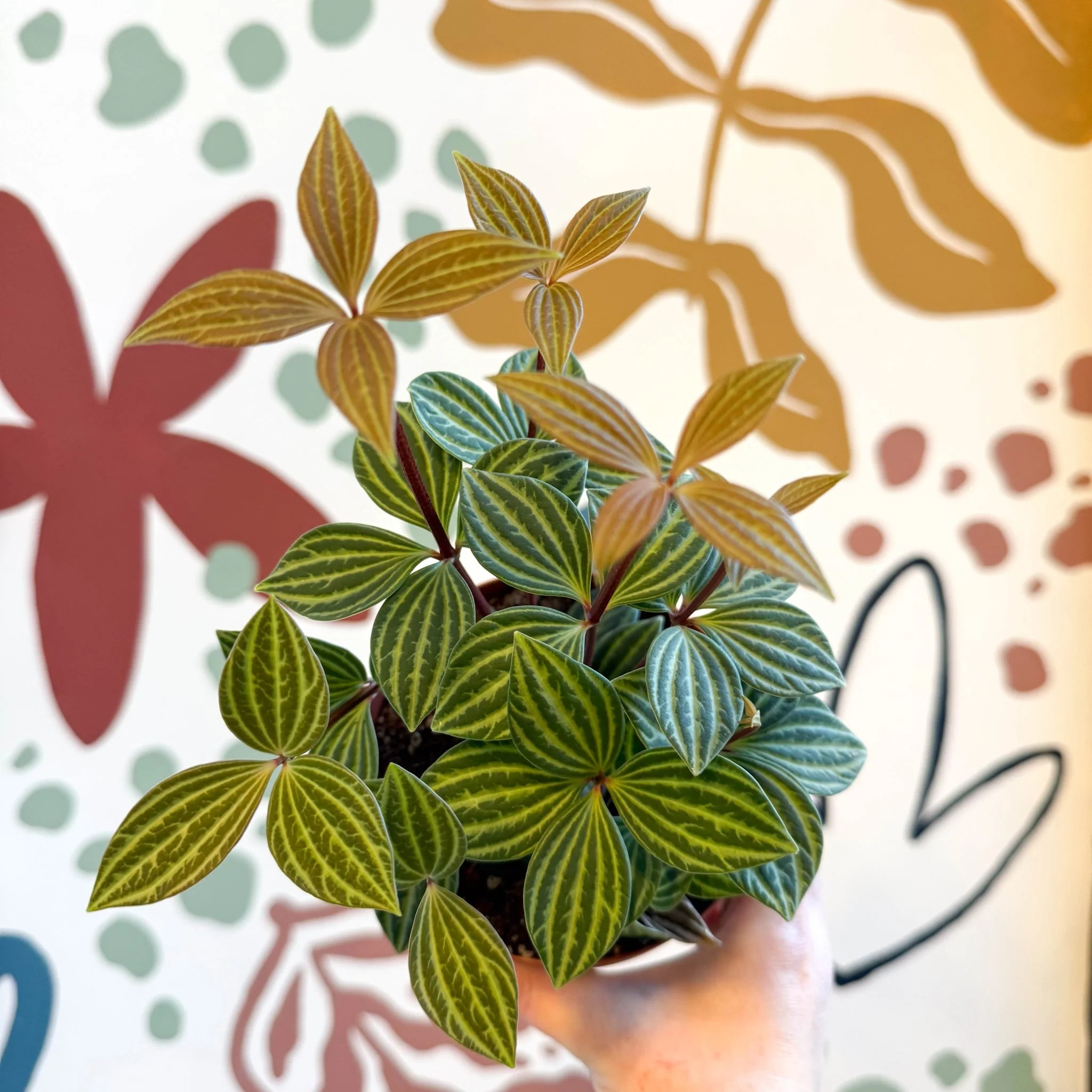 Peperomia tetragona - Image 15