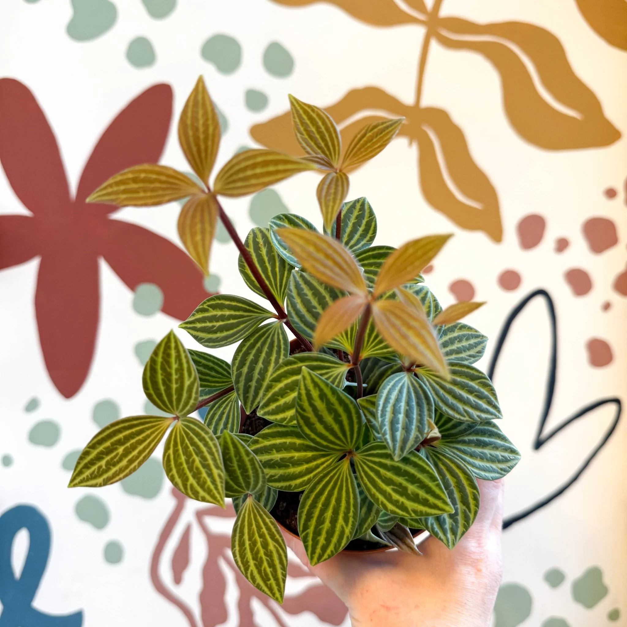 Peperomia tetragona - Image 16