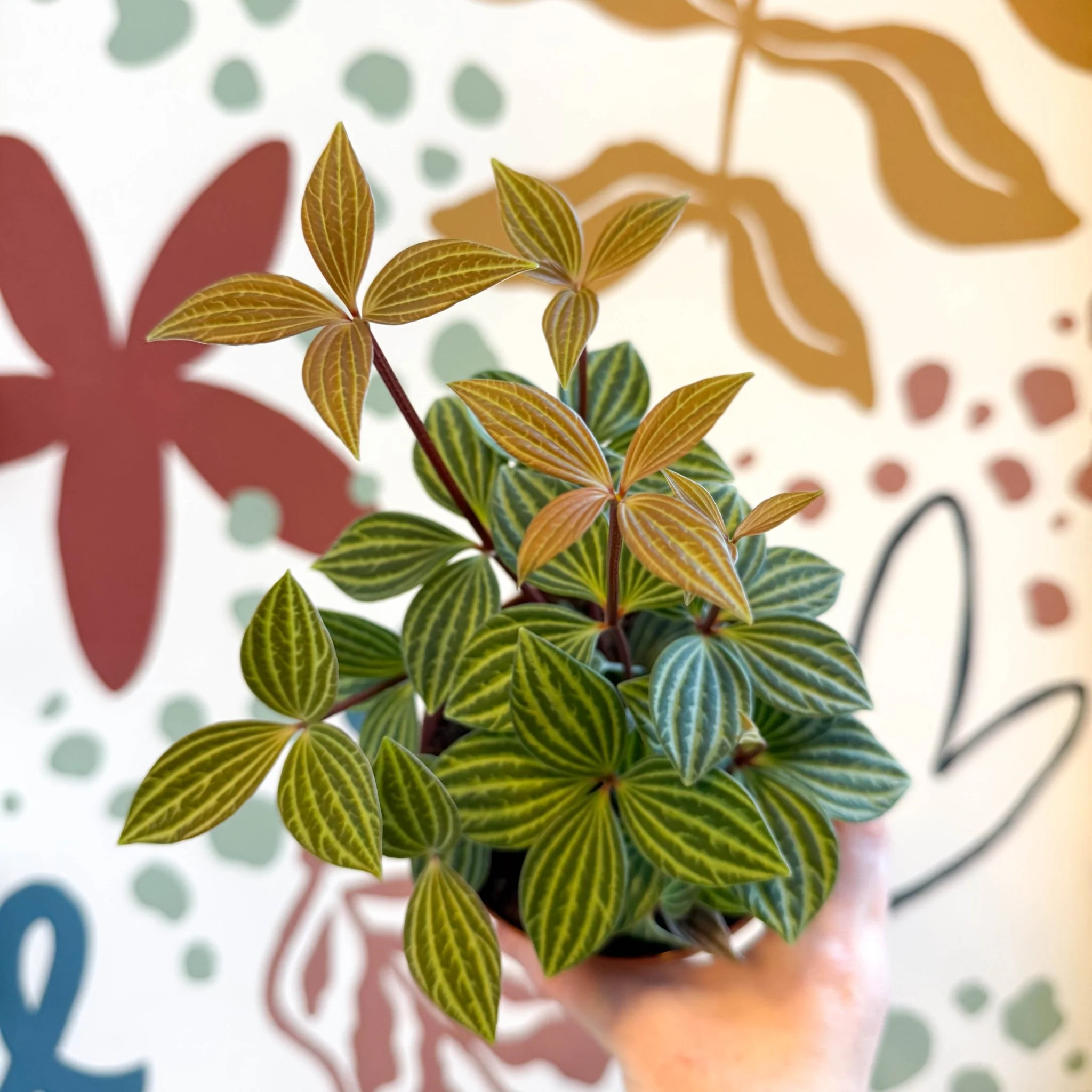 Peperomia tetragona - Image 2