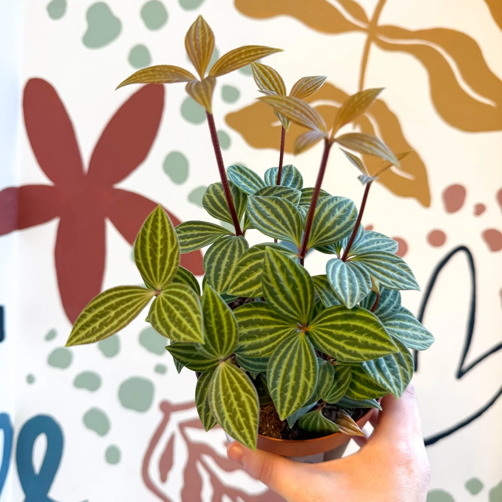 Peperomia tetragona - Image 3