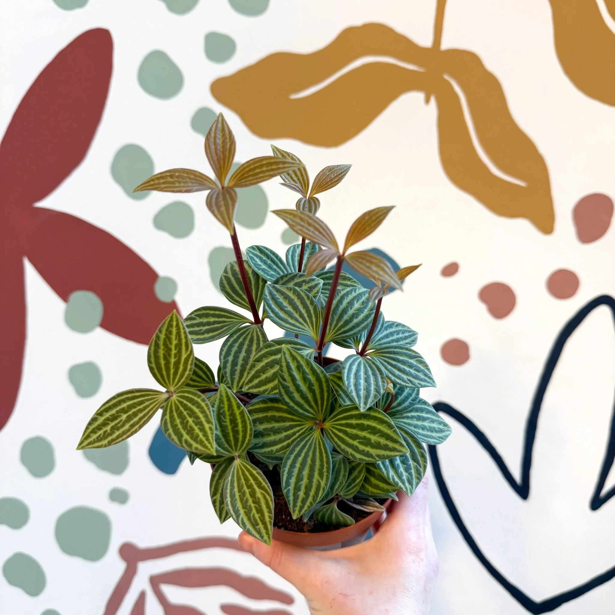 Peperomia tetragona - Image 4