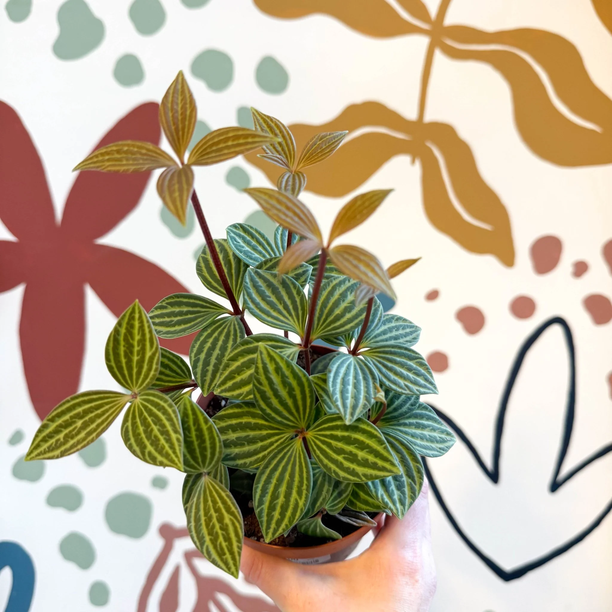 Peperomia tetragona - Image 5