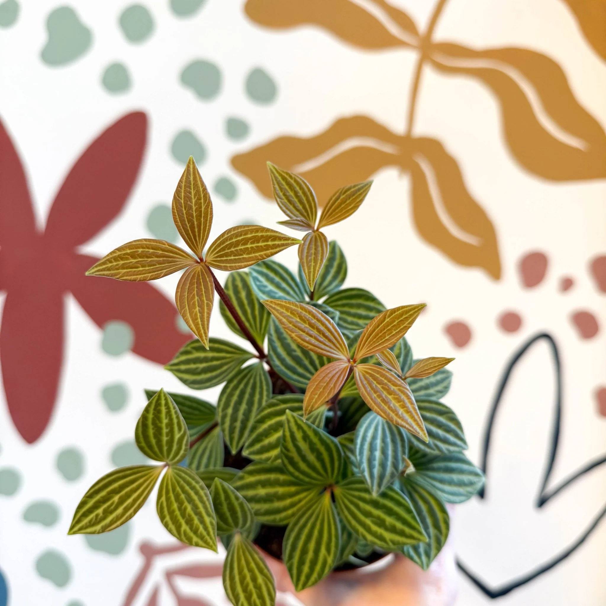 Peperomia tetragona - Image 6