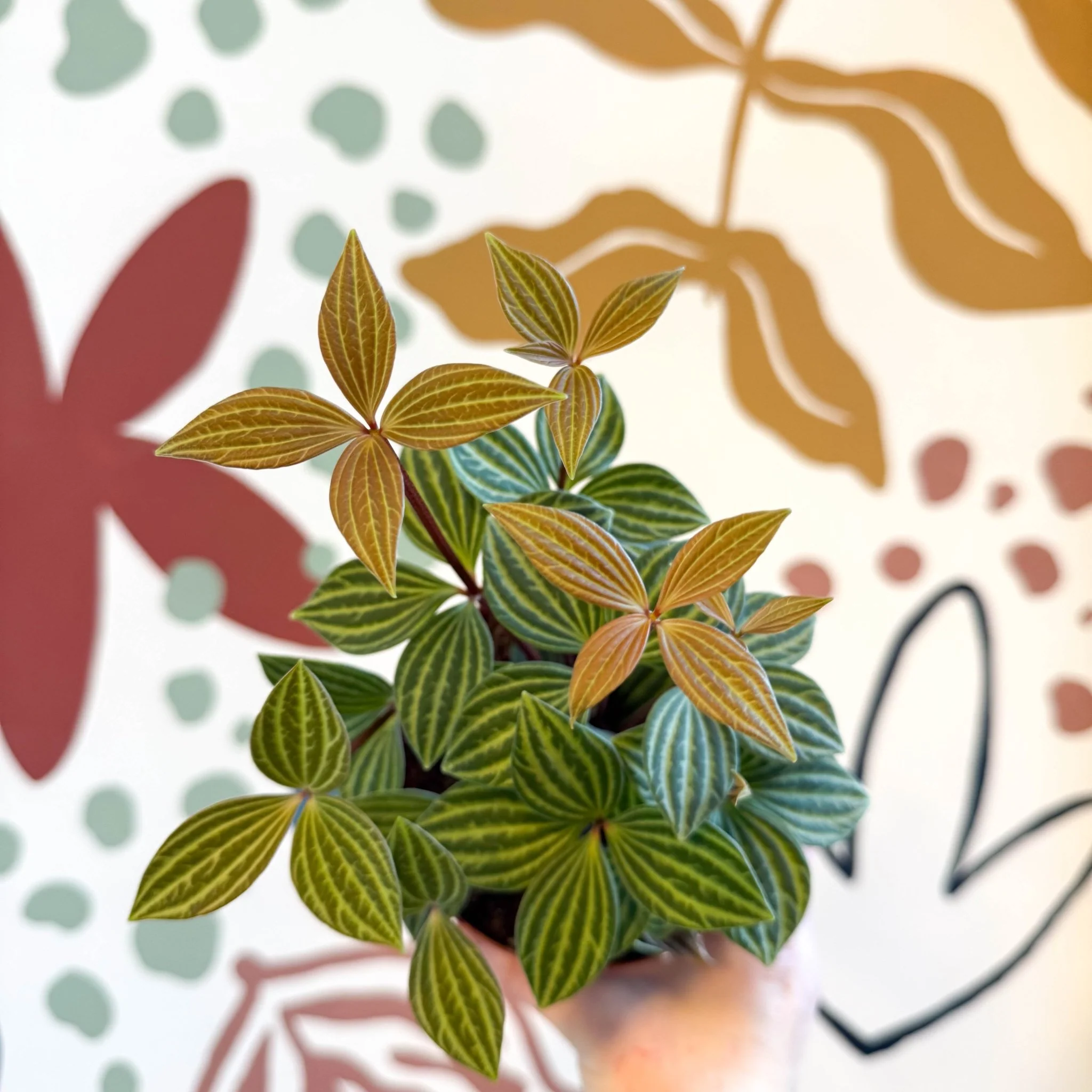 Peperomia tetragona - Image 7