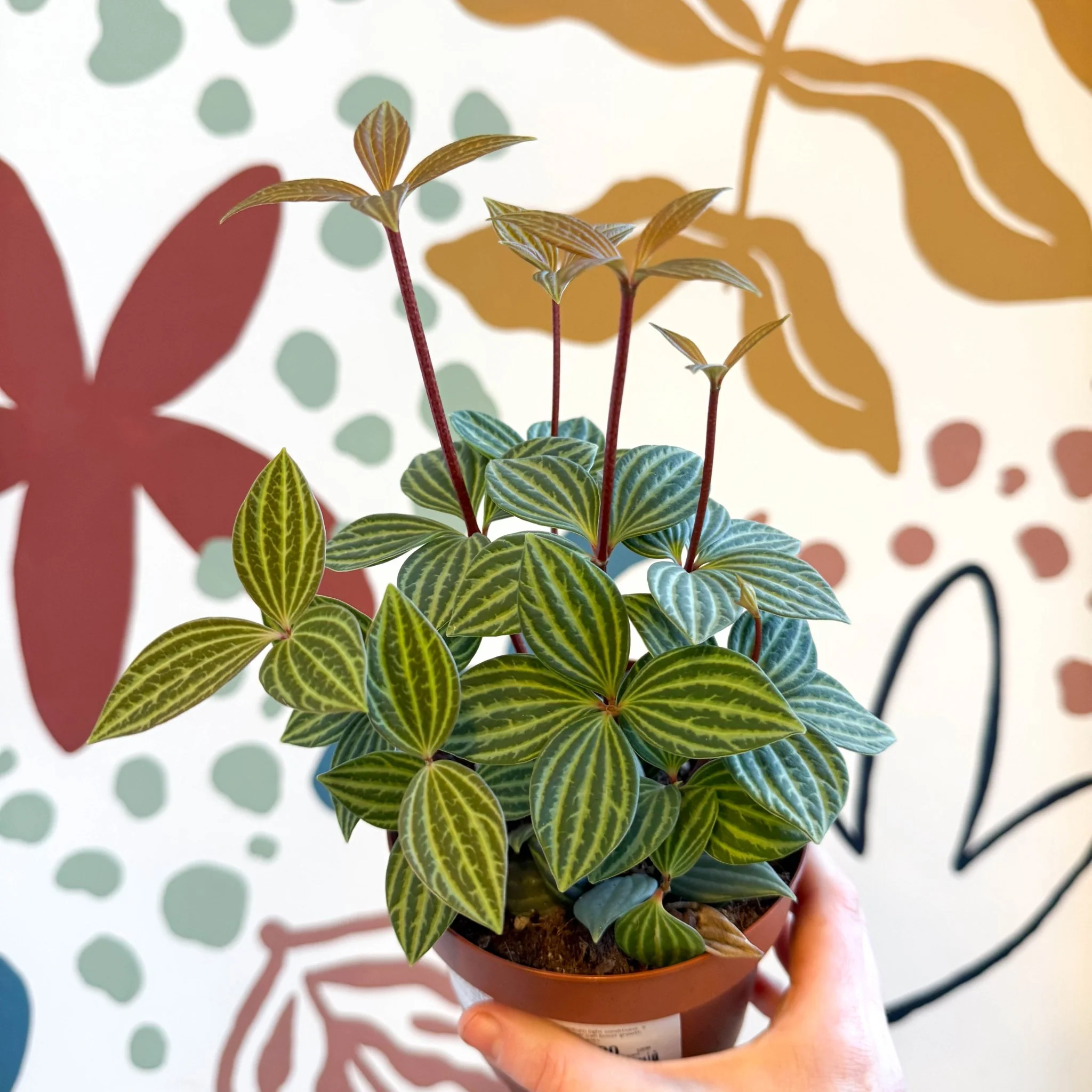 Peperomia tetragona - Image 8